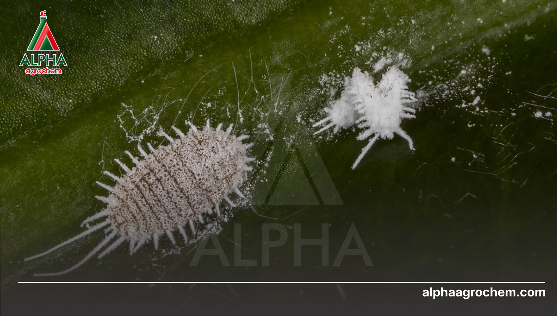 Khái niệm về công nghệ huyền phù SC