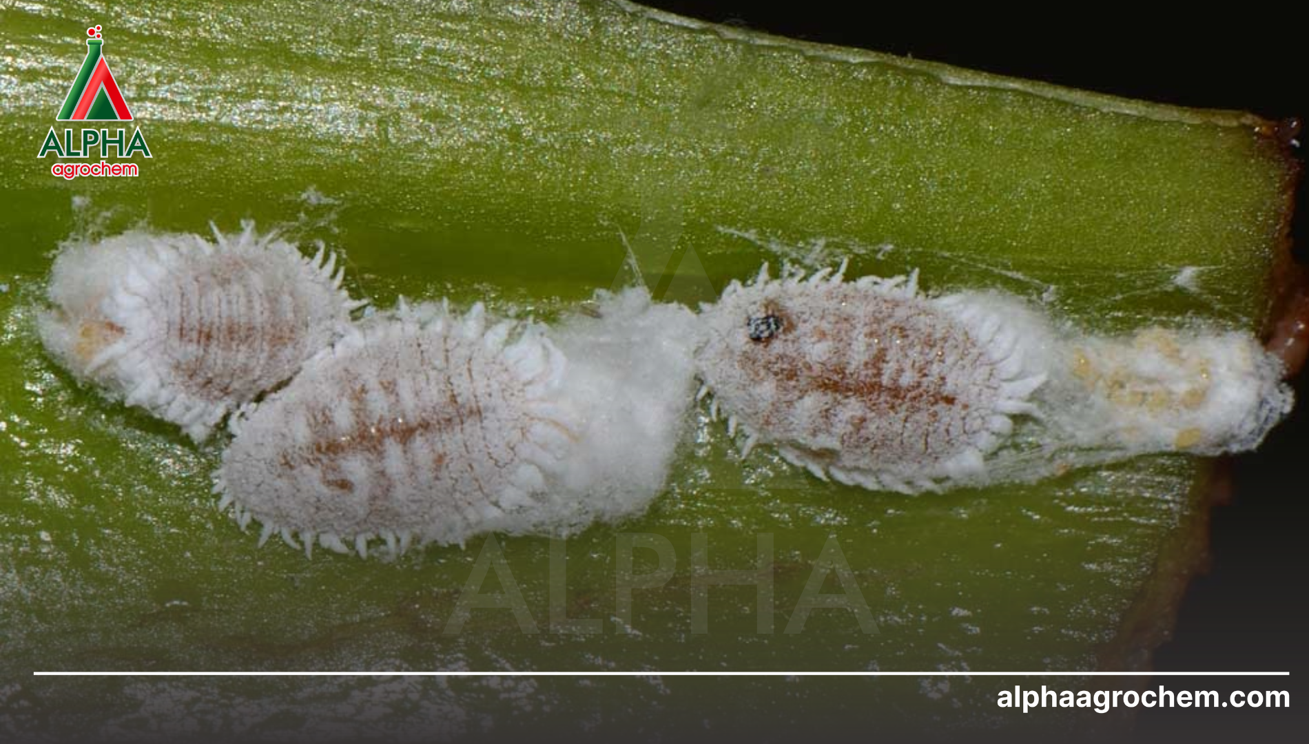 Khái niệm về Rệp sáp