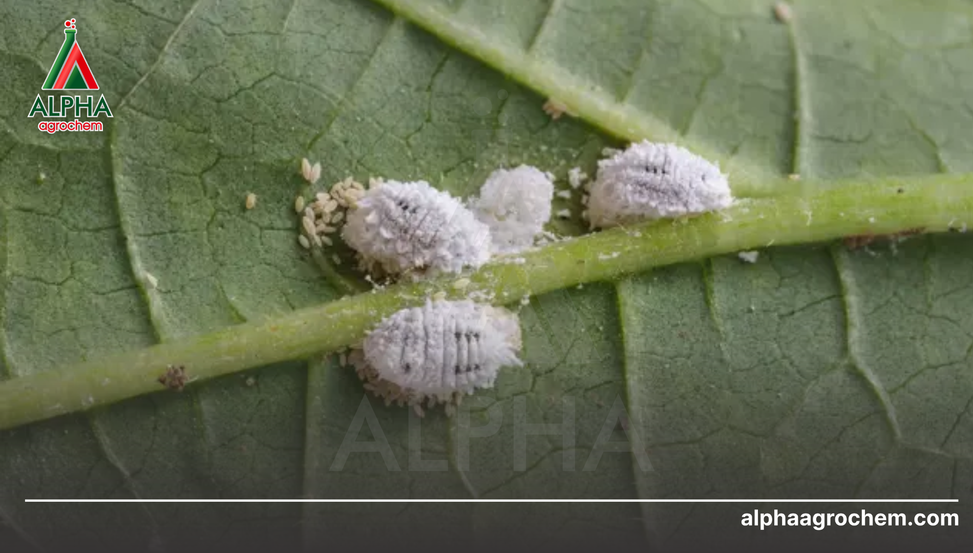 Khái niệm về Rệp sáp