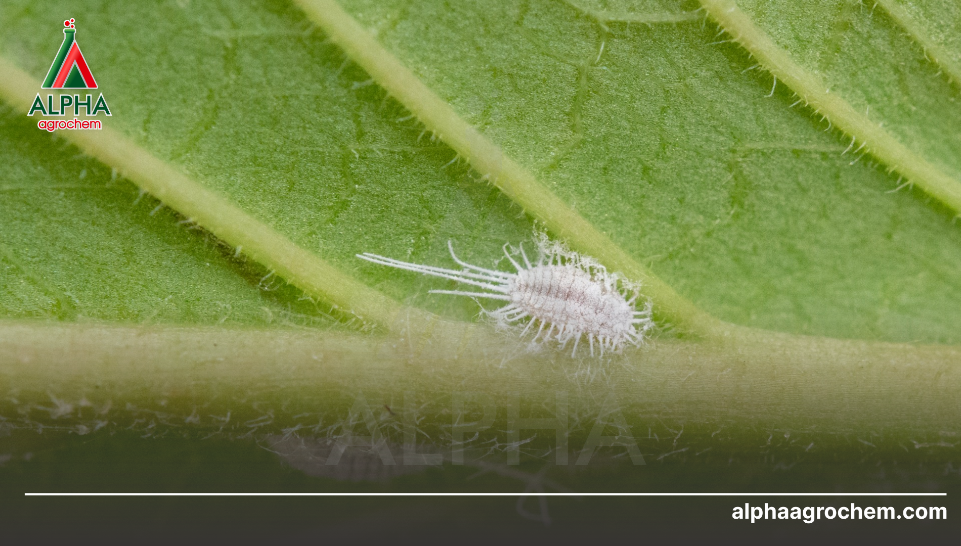 Khái niệm về rệp sáp