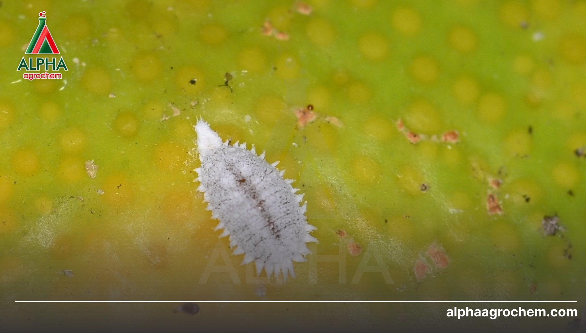 Khái niệm về rệp sáp