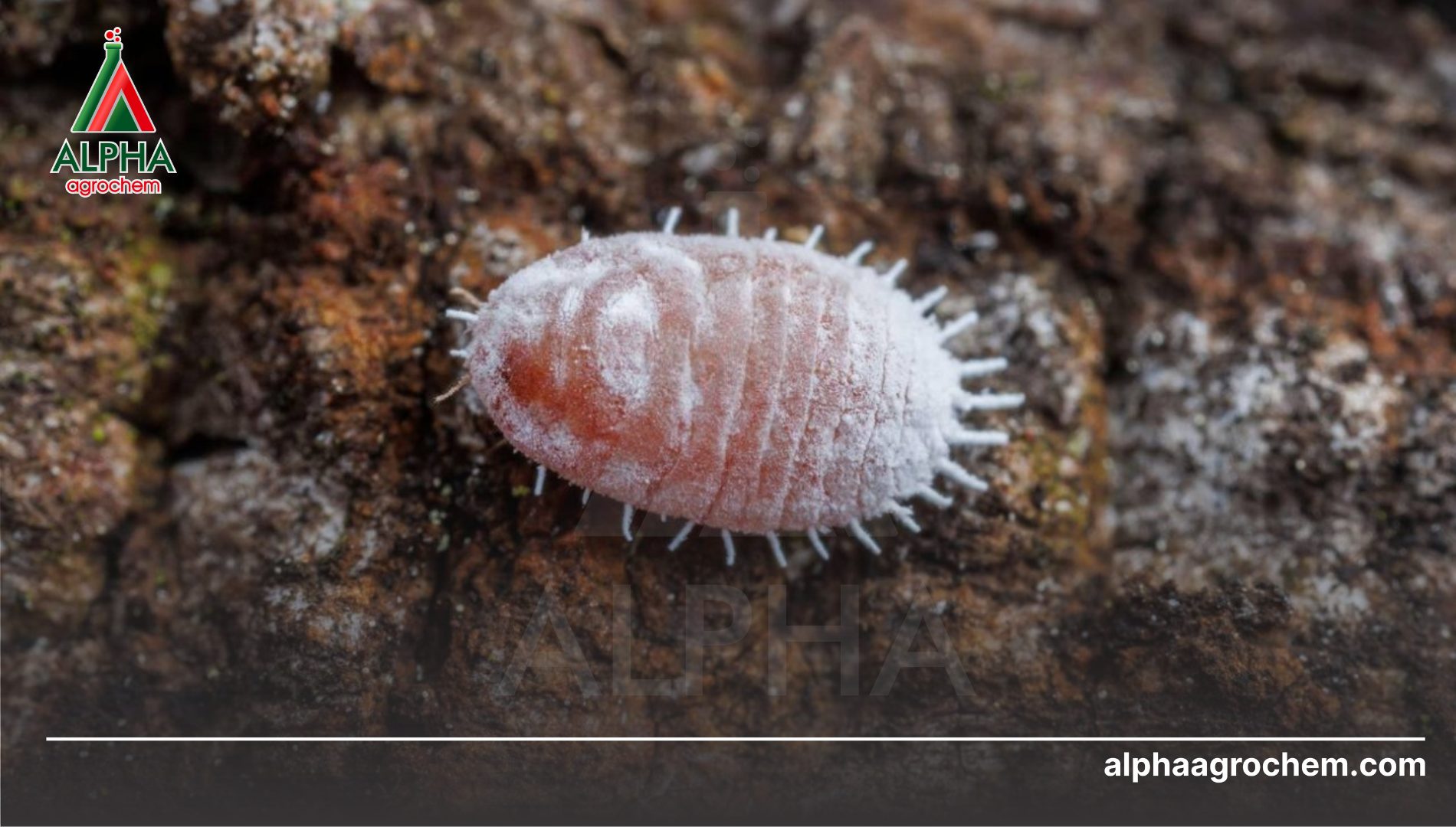 Khái niệm về rệp sáp hại sầu riêng