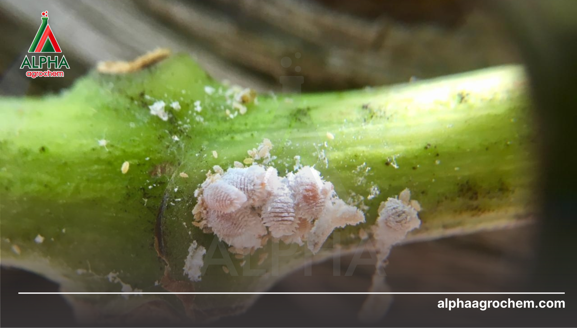 Khái niệm về rệp sáp (Pseudococcidae)