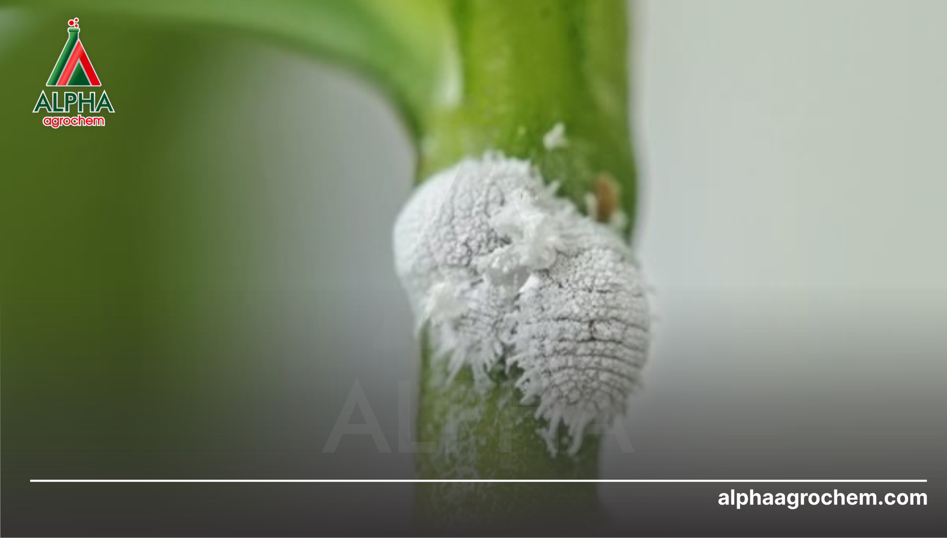 Khái niệm về rệp sáp (Pseudococcidae)