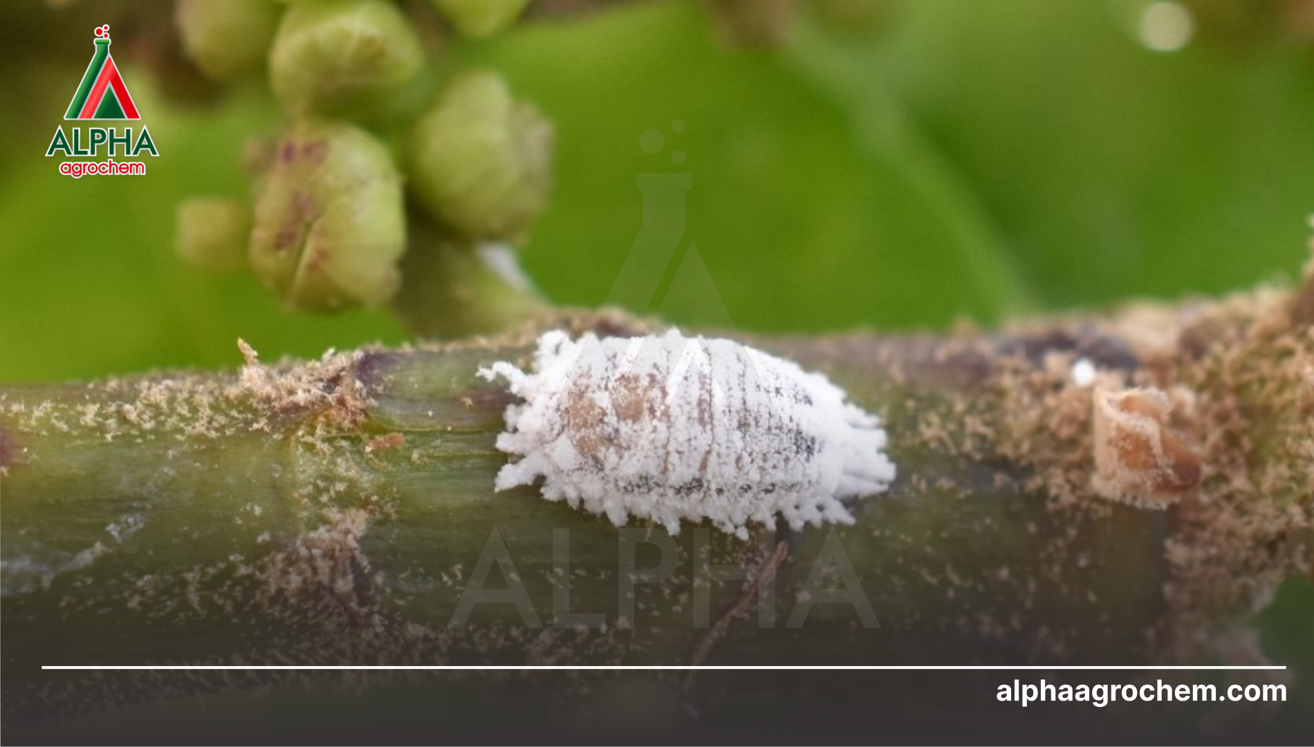 Khái niệm về rệp sáp (Pseudococcidae)