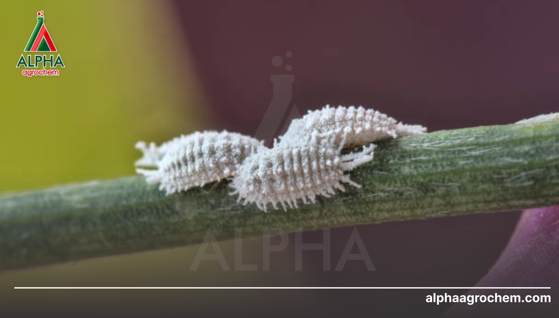 Khái niệm về rệp sáp (Pseudococcidae)