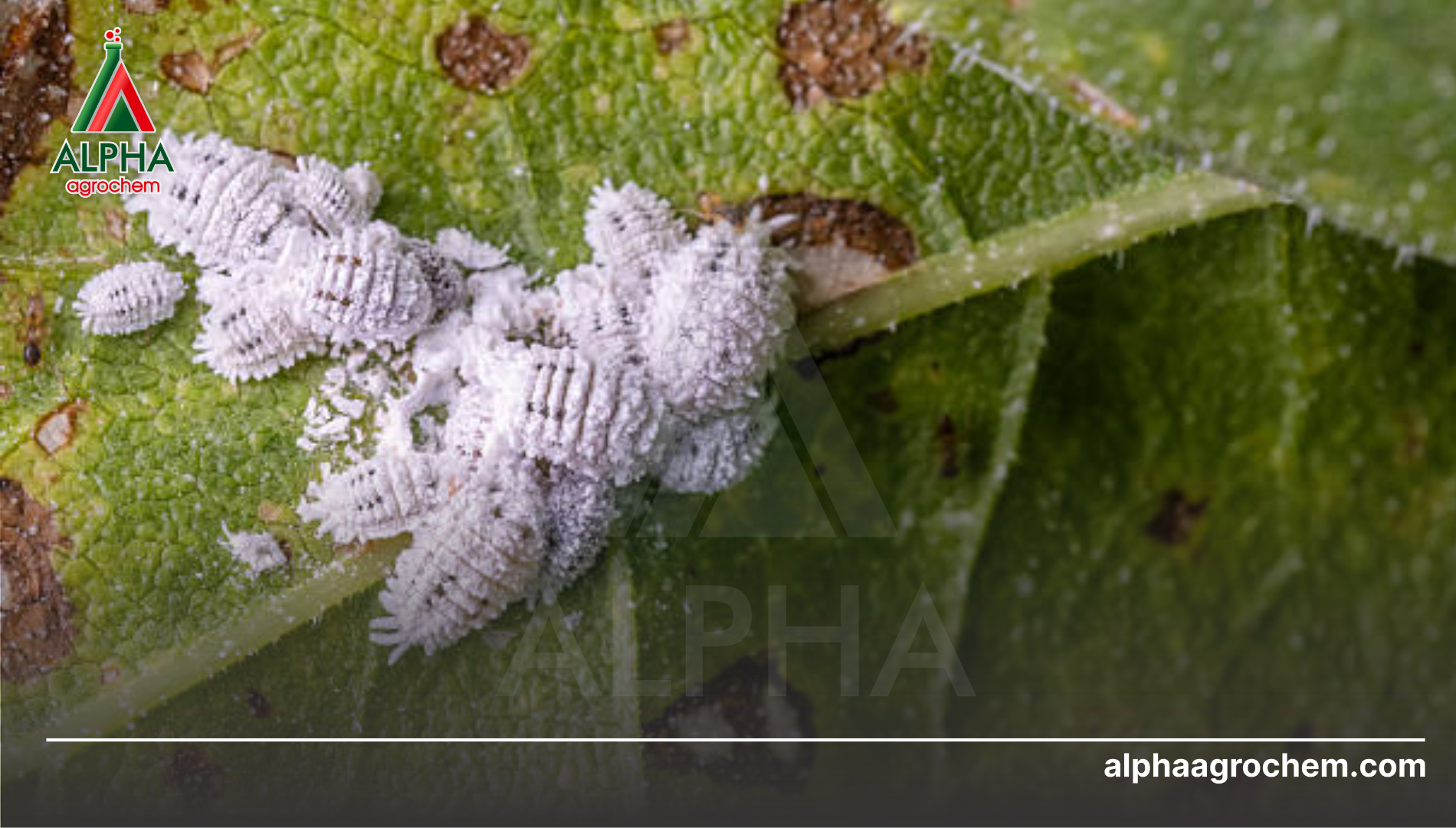 Khái niệm về rệp sáp (Pseudococcidae)