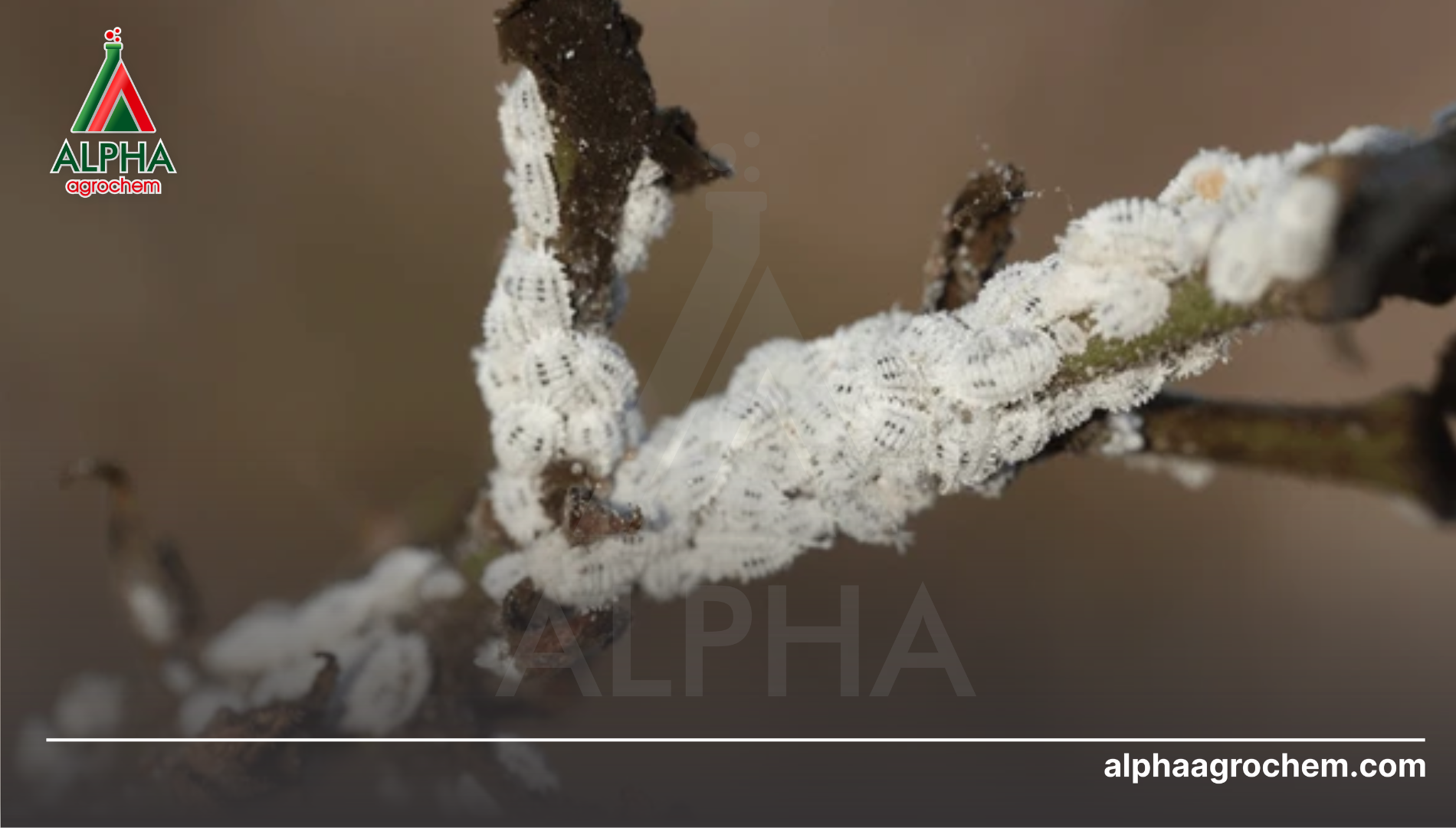 Khái niệm về Rệp sáp (Pseudococcidae)
