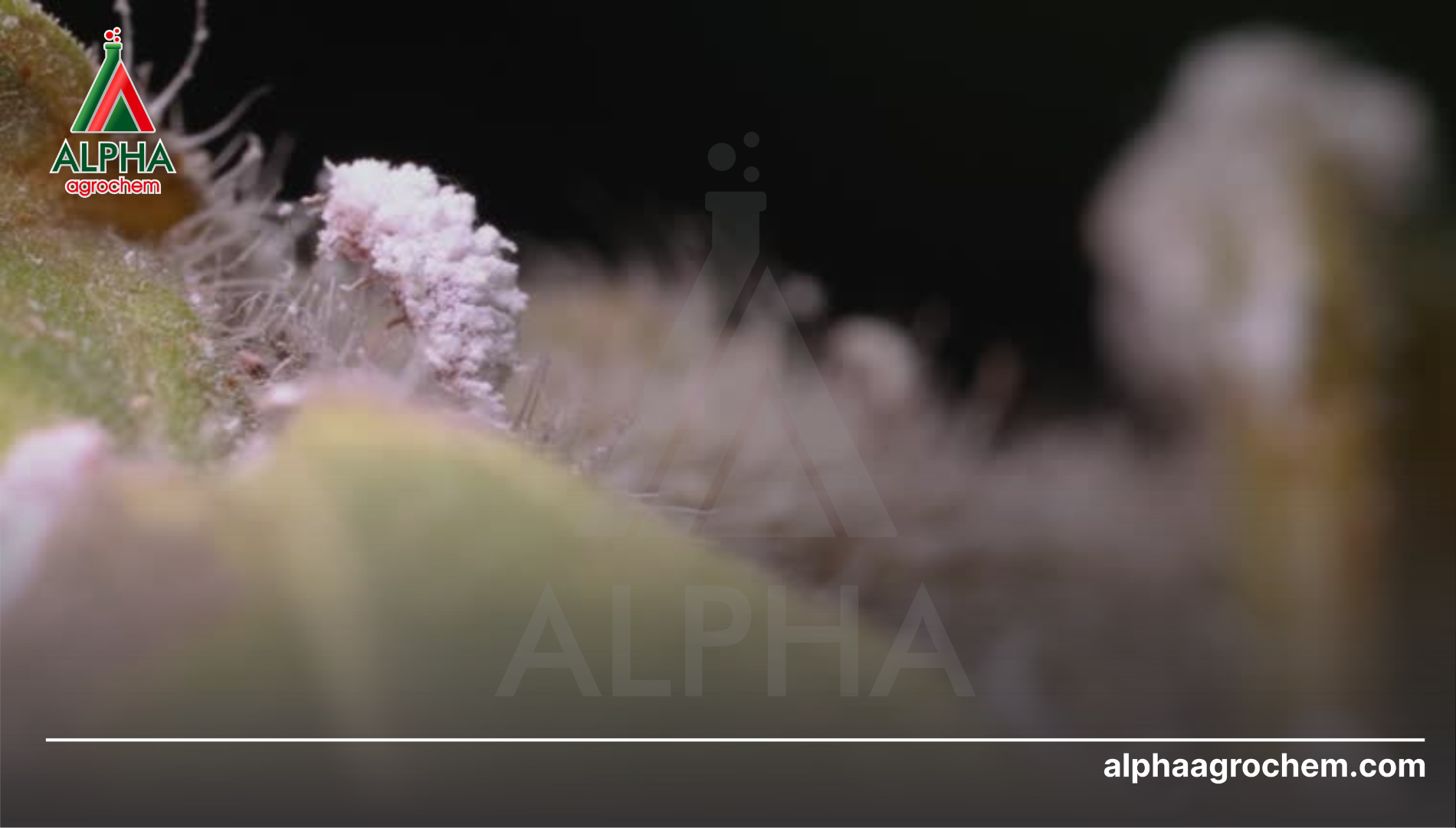 Khái niệm về rệp sáp (Pseudococcidae)