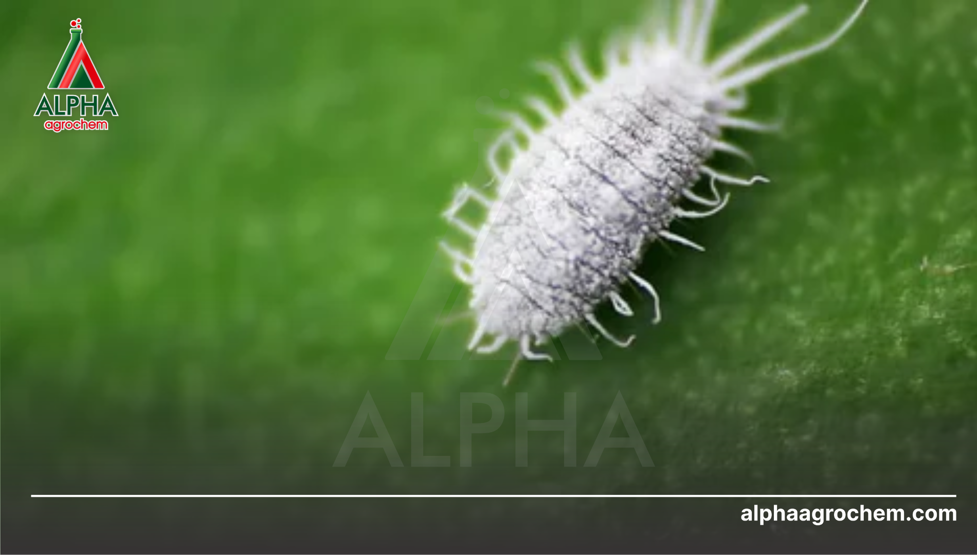 Khái niệm về rệp sáp (Pseudococcidae)
