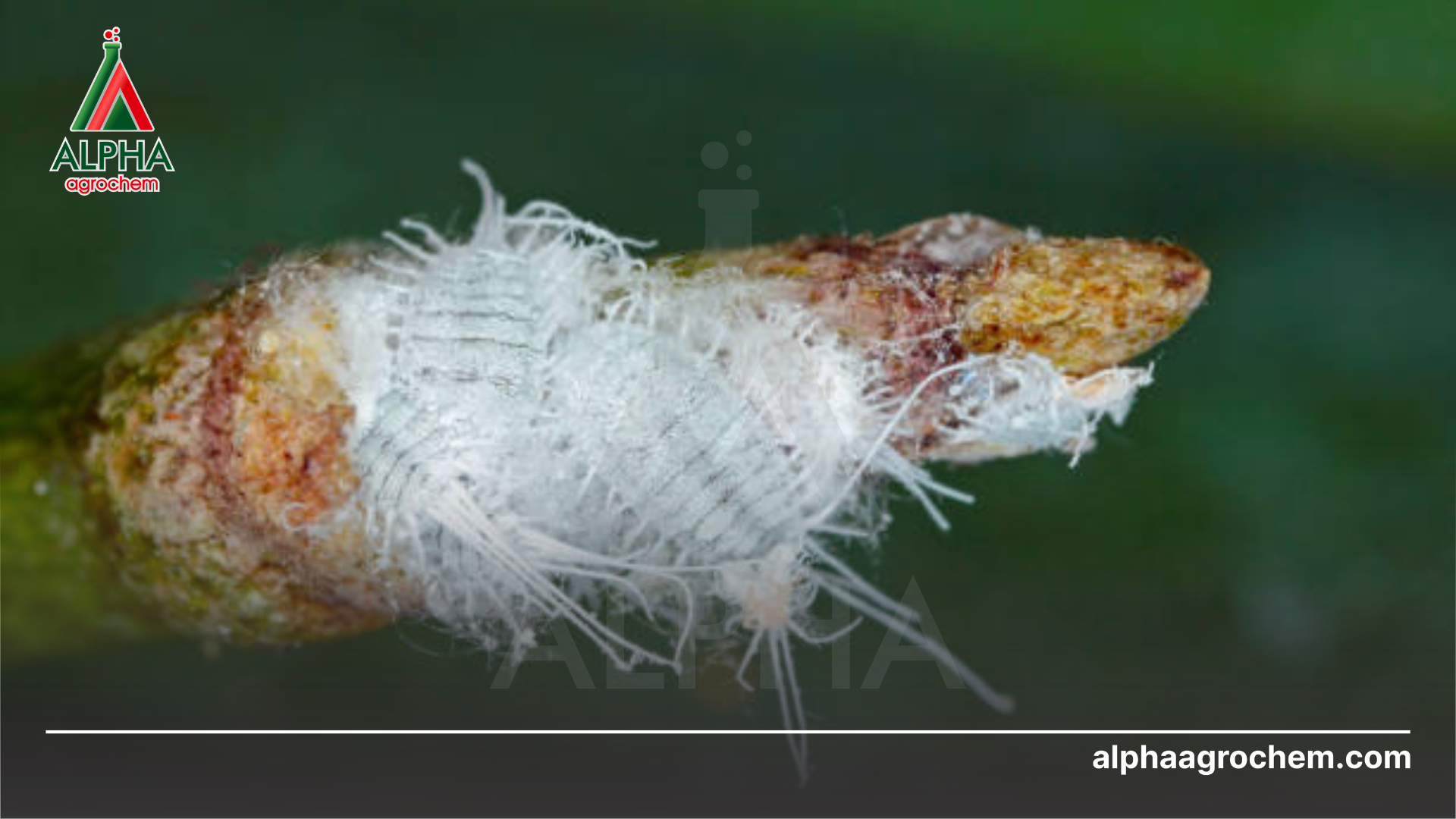 Khái niệm về rệp sáp (Pseudococcidae)