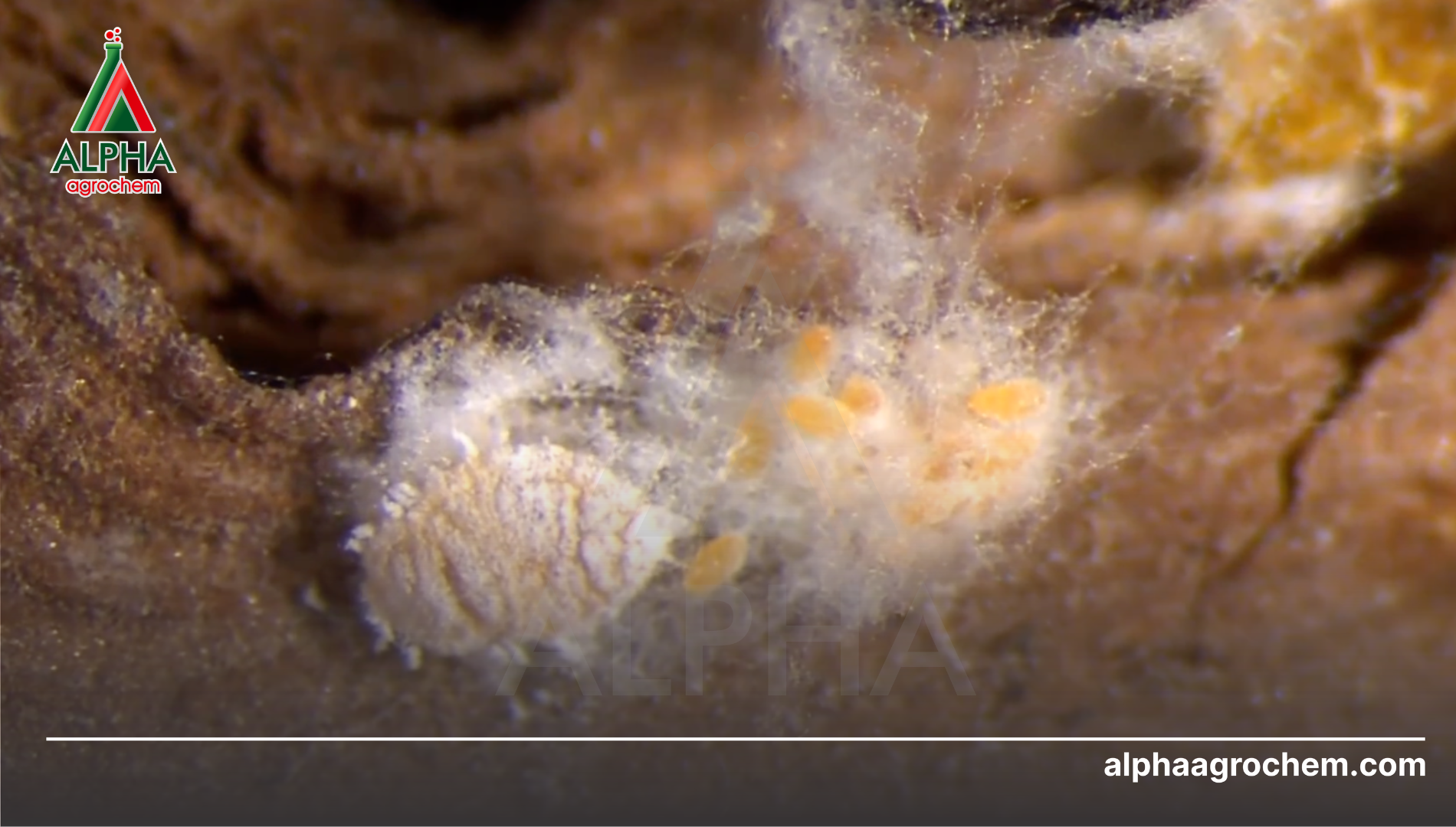 Khái niệm về rệp sáp (Pseudococcidae)