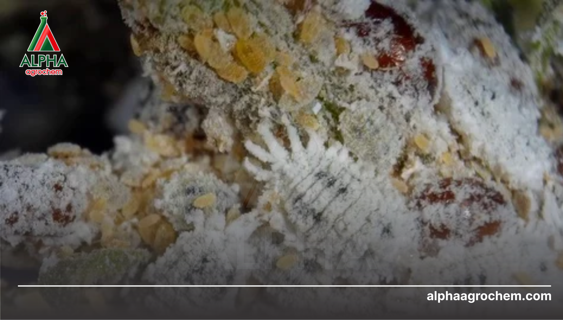 Khái niệm về rệp sáp (Pseudococcidae)