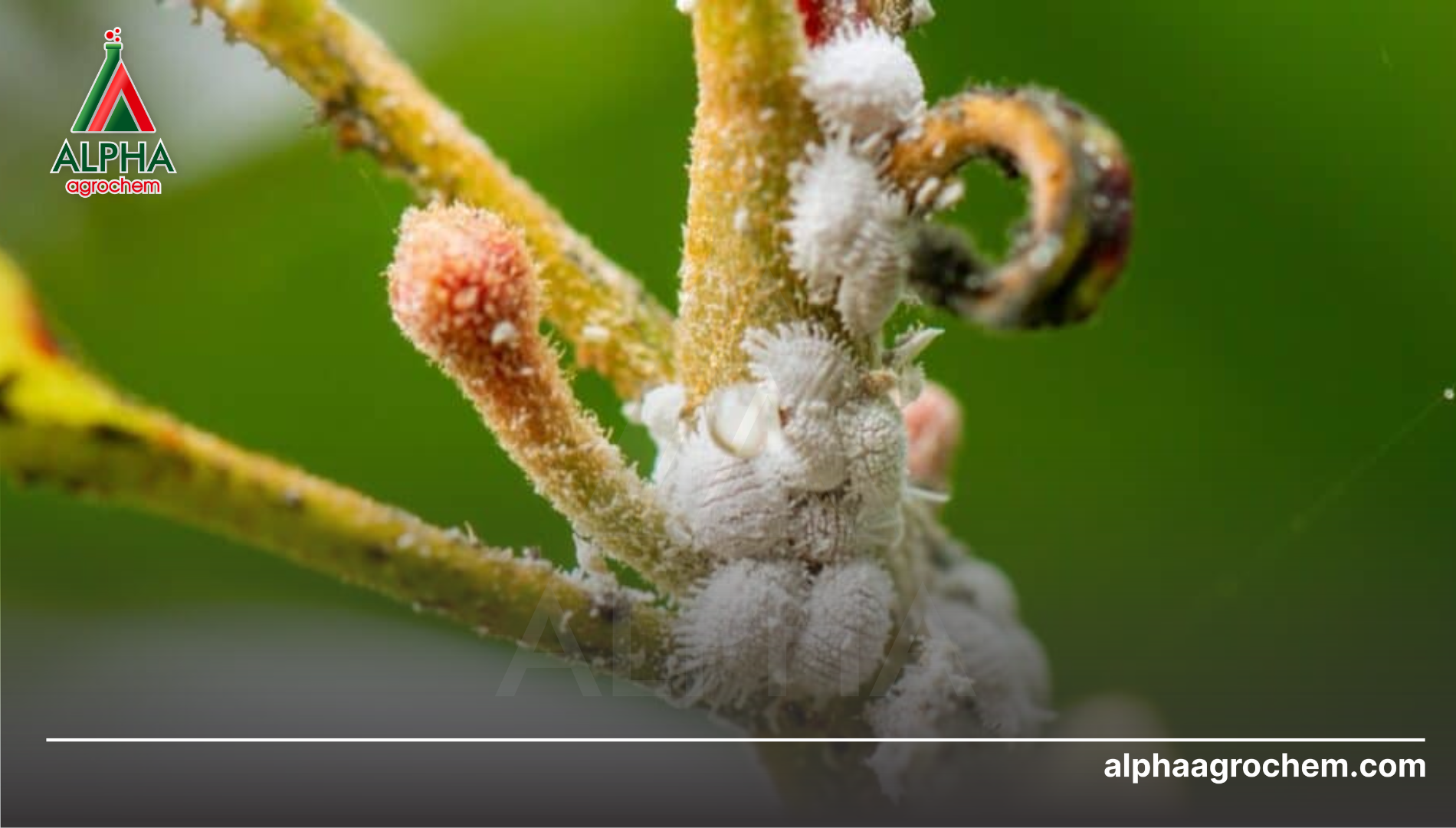 Khái niệm về rệp sáp (Pseudococcidae)