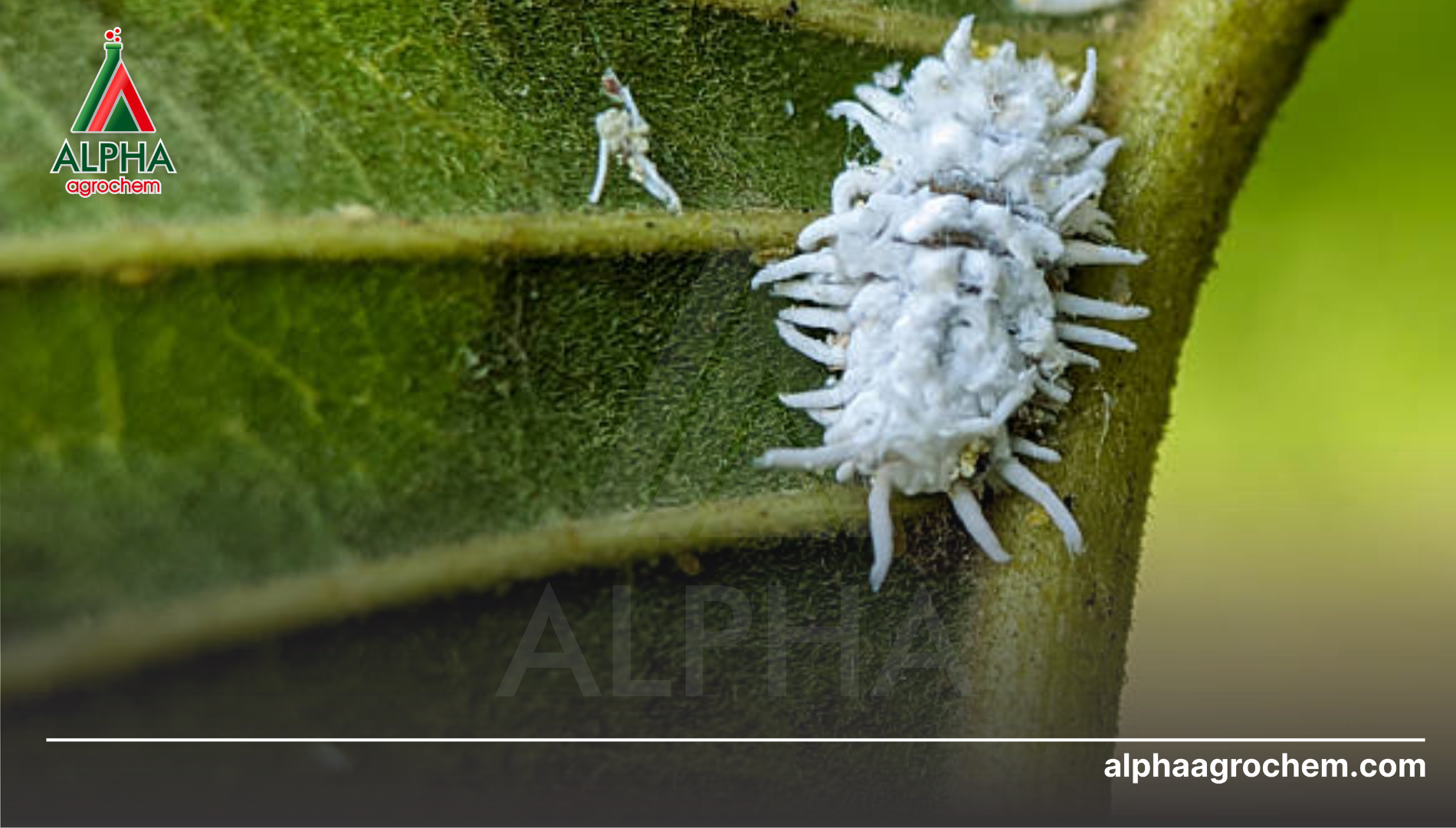 Khái niệm về rệp sáp và rào cản "giáp sáp" kỵ nước