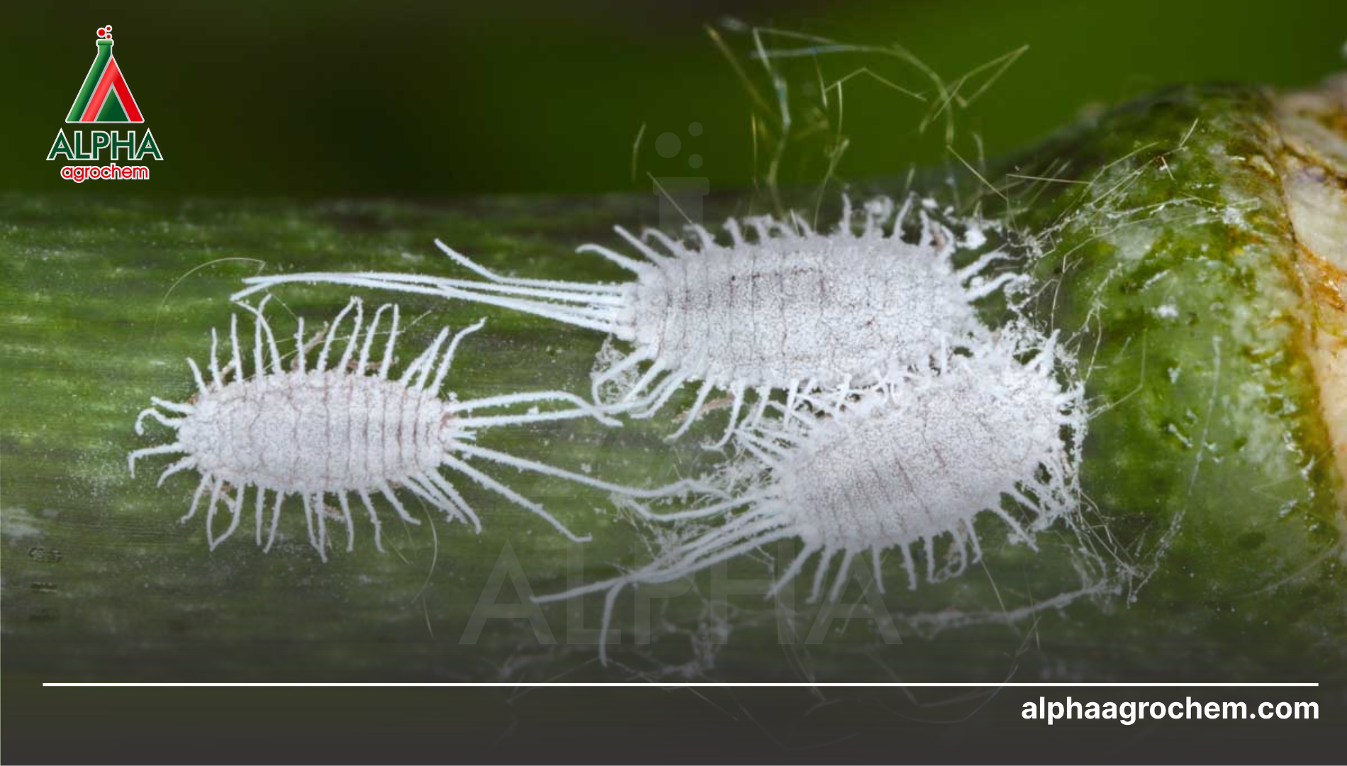 Khuyến nghị Kỹ thuật bổ trợ (IPM) bền vững