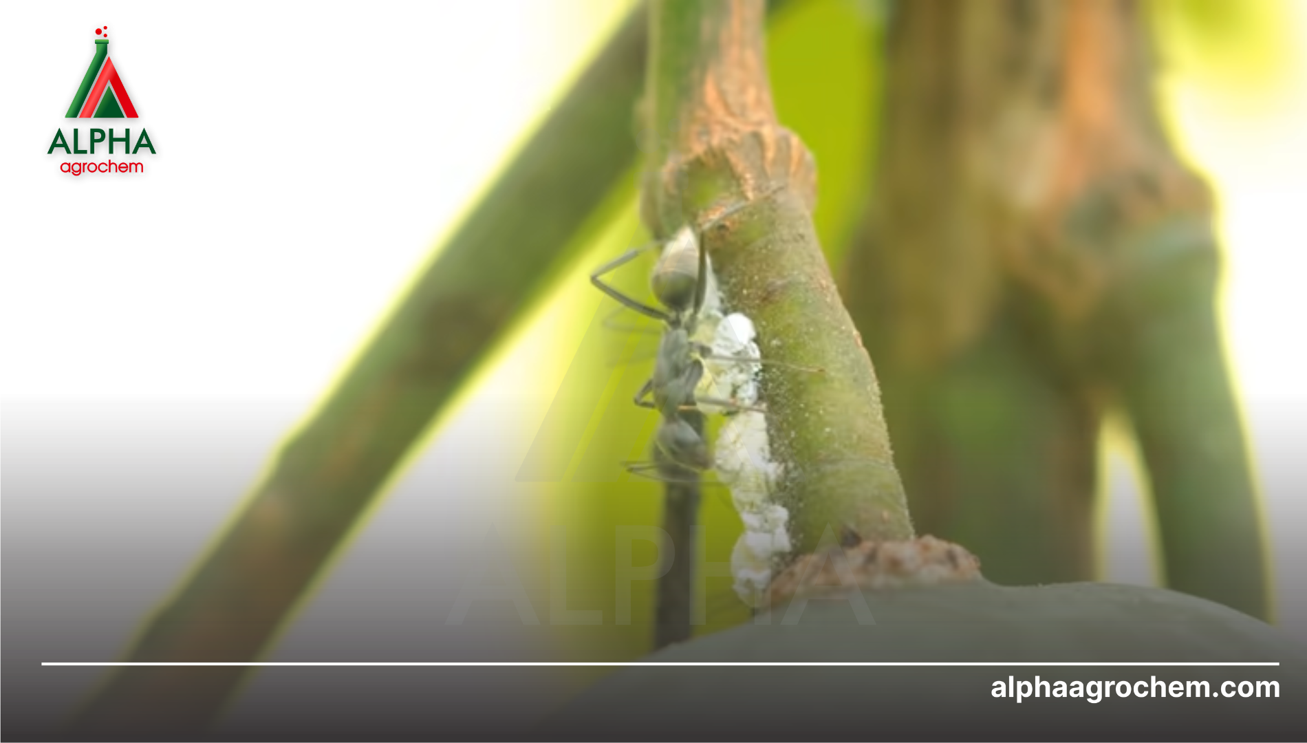 Khuyến nghị quản lý nấm muội đen hiệu quả