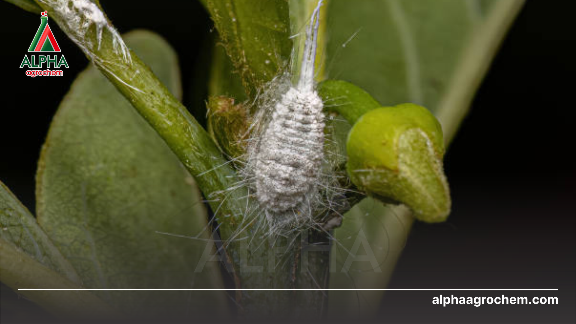 Kỹ thuật diệt rệp sáp: Làm thế nào để thuốc xuyên qua vỏ sáp?