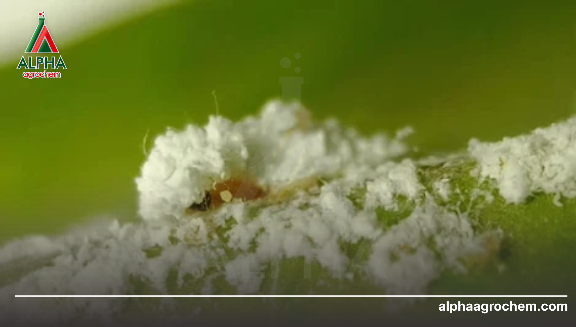 Kỹ thuật kiểm soát rệp sáp trên bông an toàn