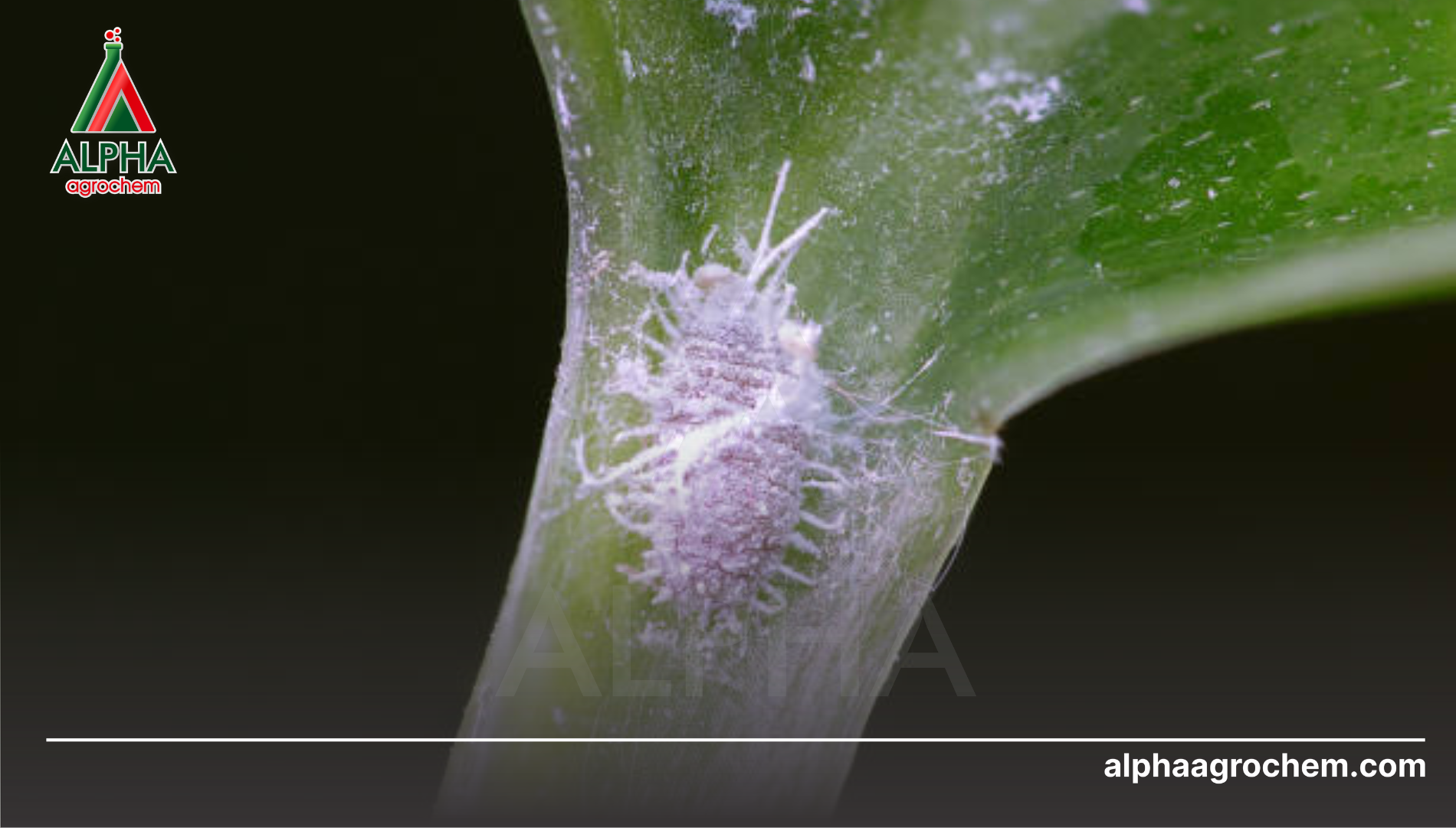 Kỹ thuật pha thuốc BVTV chuẩn để tối ưu hiệu quả