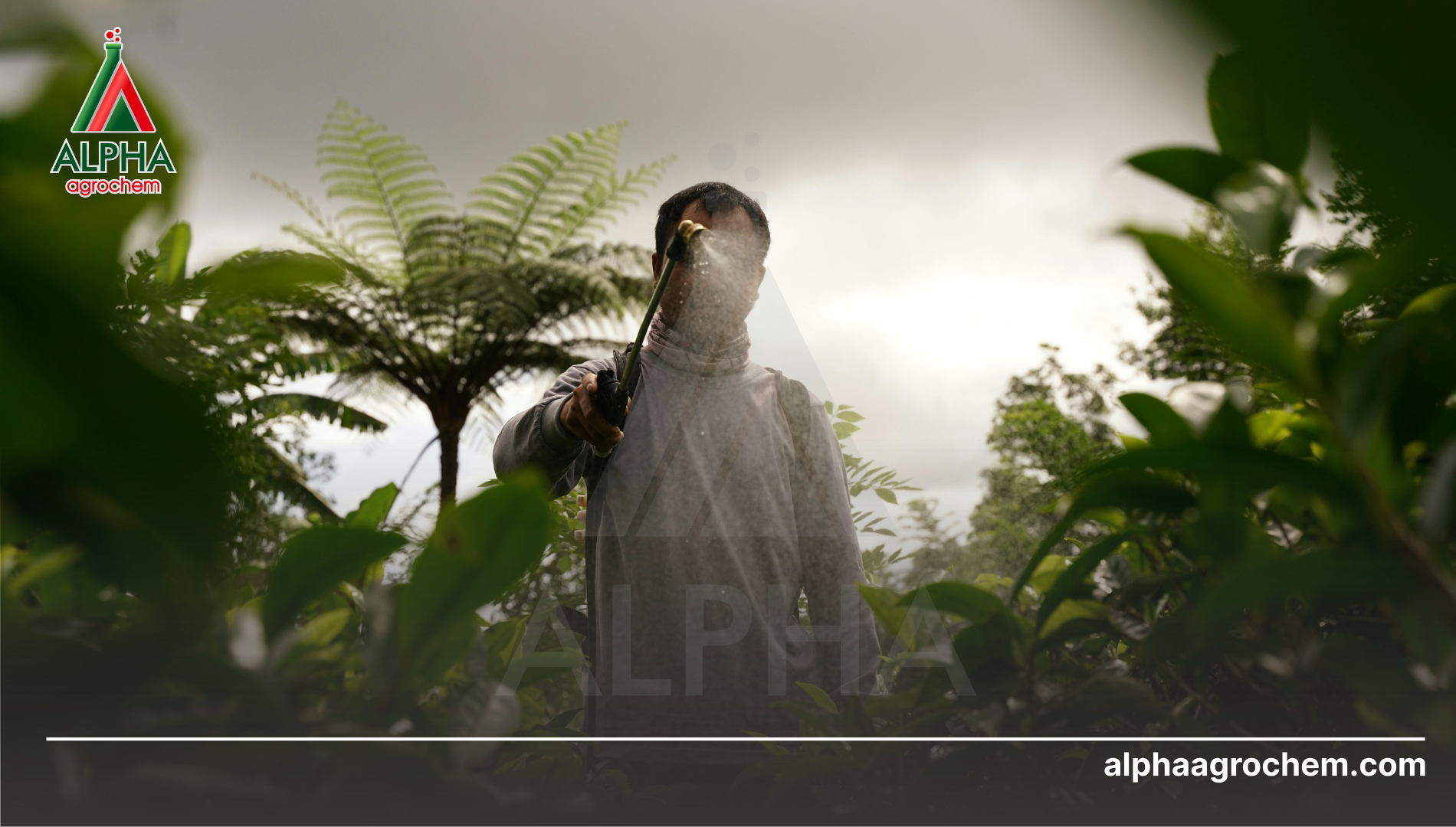 Kỹ thuật phun hiệu quả với dạng SC để diệt rệp sáp triệt để