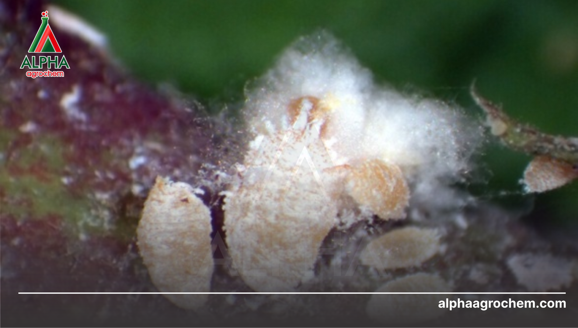 Kỹ thuật xử lý "Sạch da trái, sáng gai" từ Alpha Agrochem