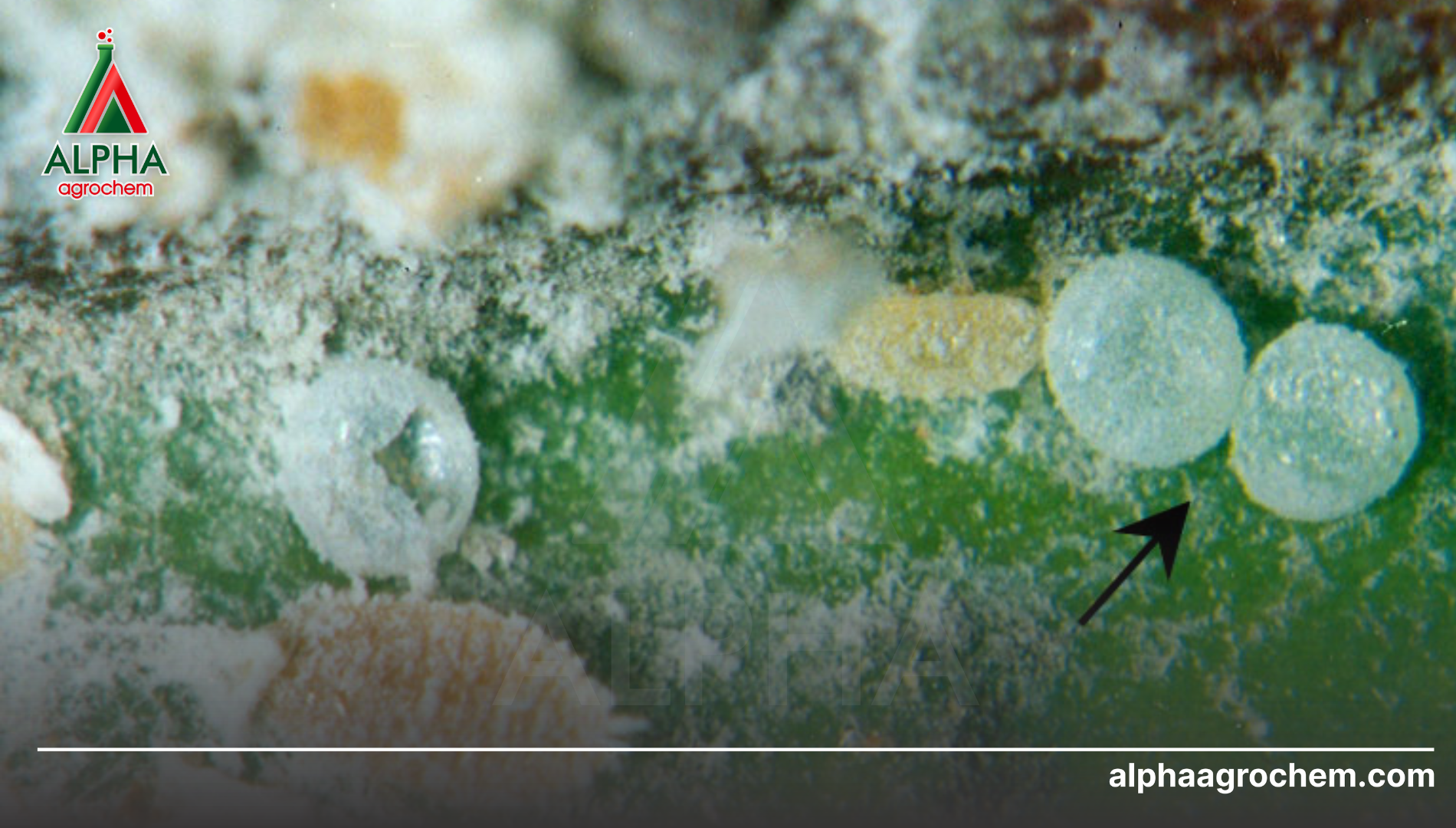 Kỹ thuật xử lý và hoạt chất kiểm soát rệp sáp hại tiêu