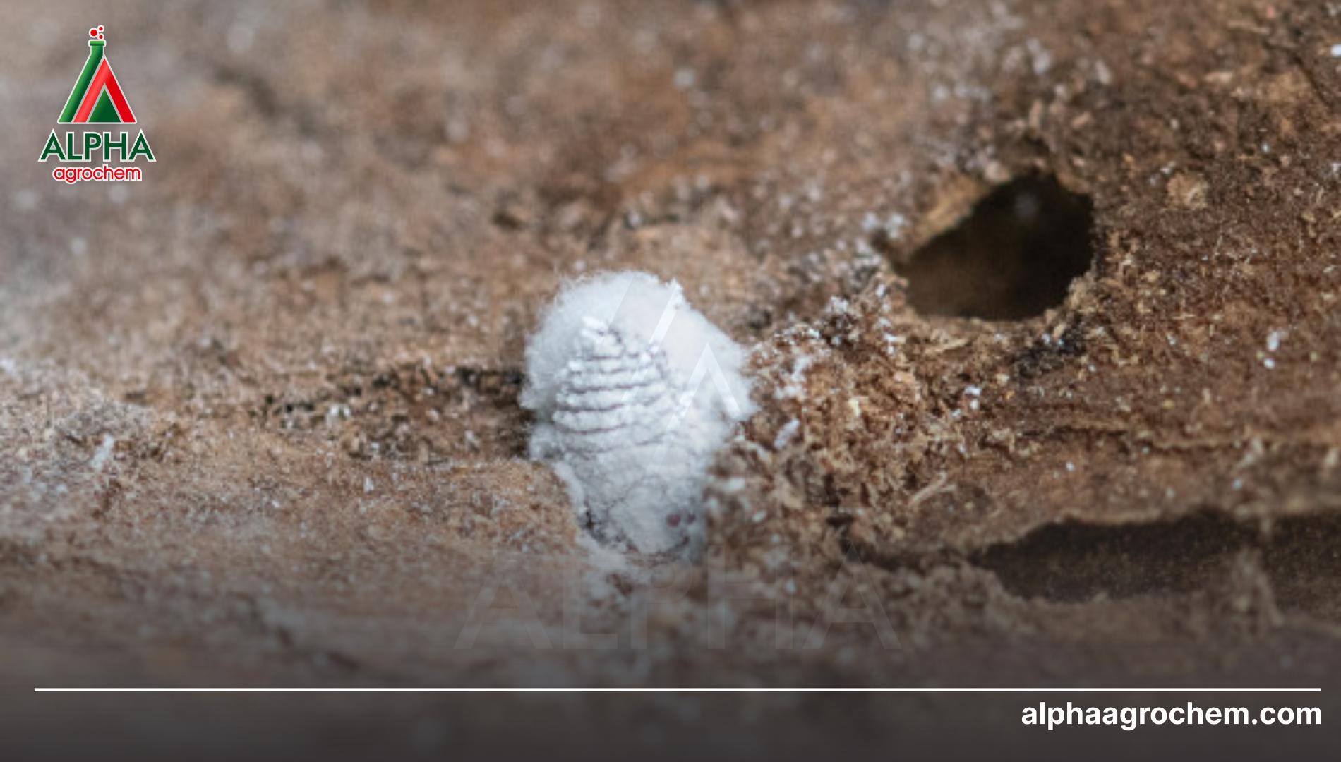 Năng lực gia công của Alpha Agrochem