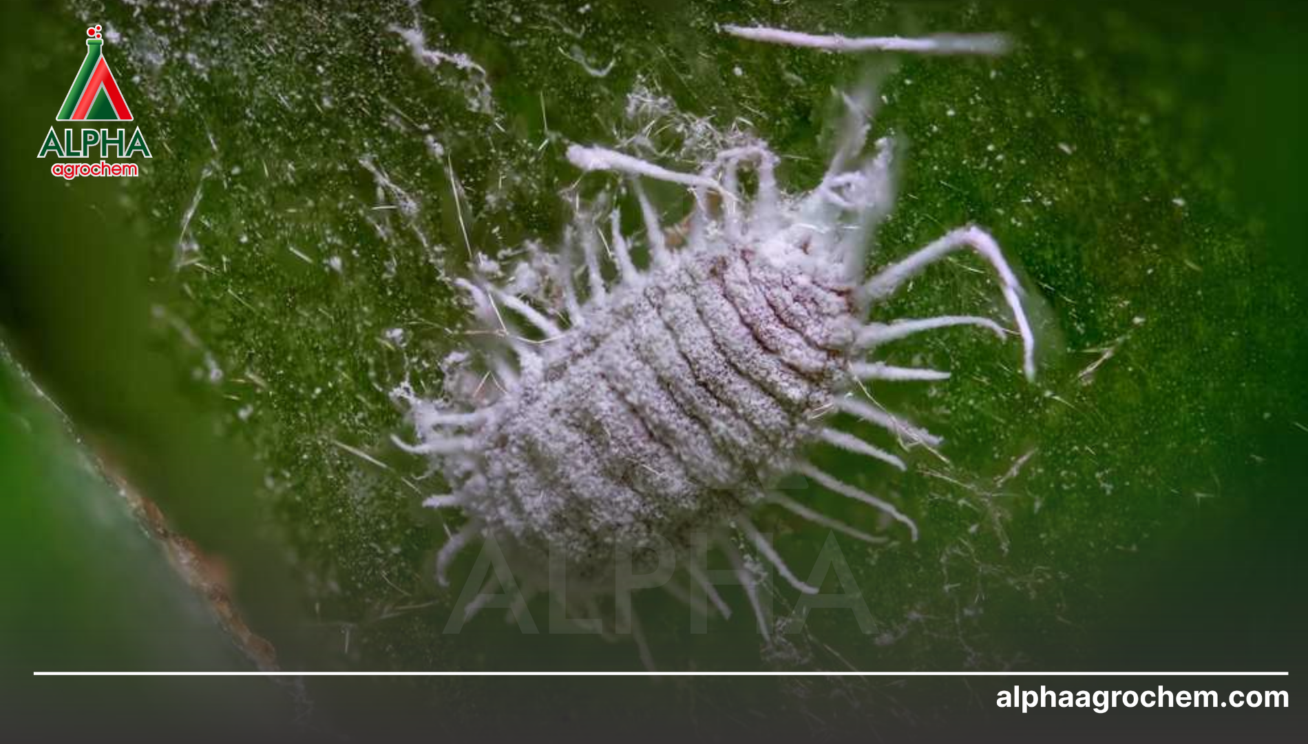 Năng lực gia công của Alpha Agrochem