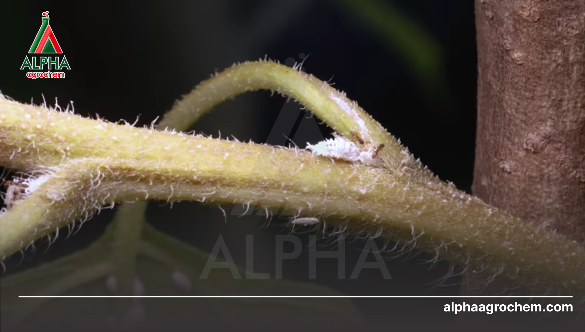 Năng lực gia công của Alpha Agrochem