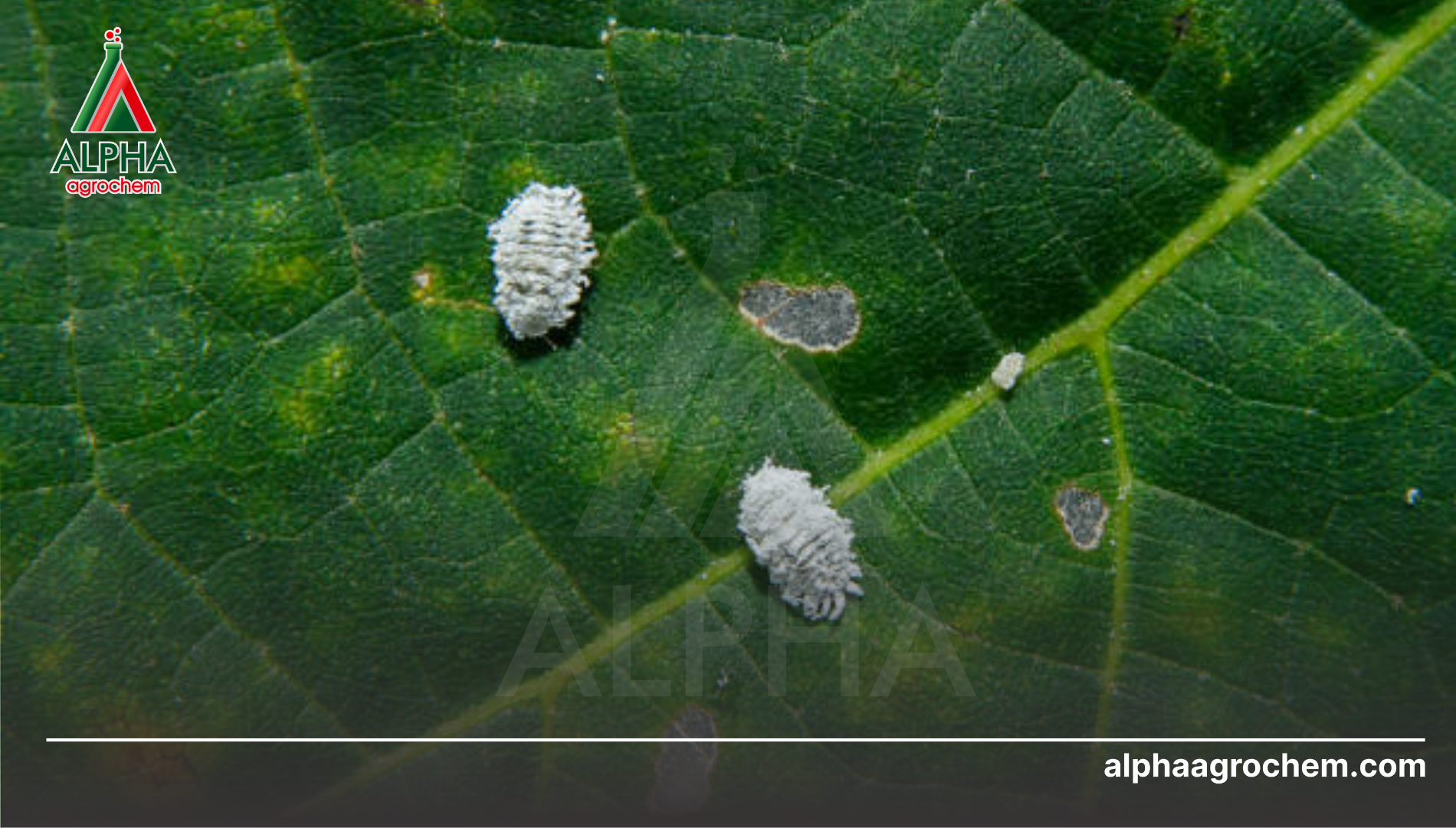 Năng lực gia công thuốc rệp sáp tại Alpha Agrochem