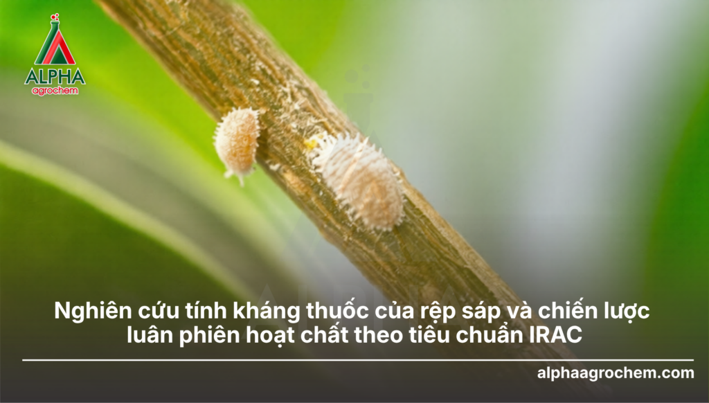 rệp sáp kháng thuố