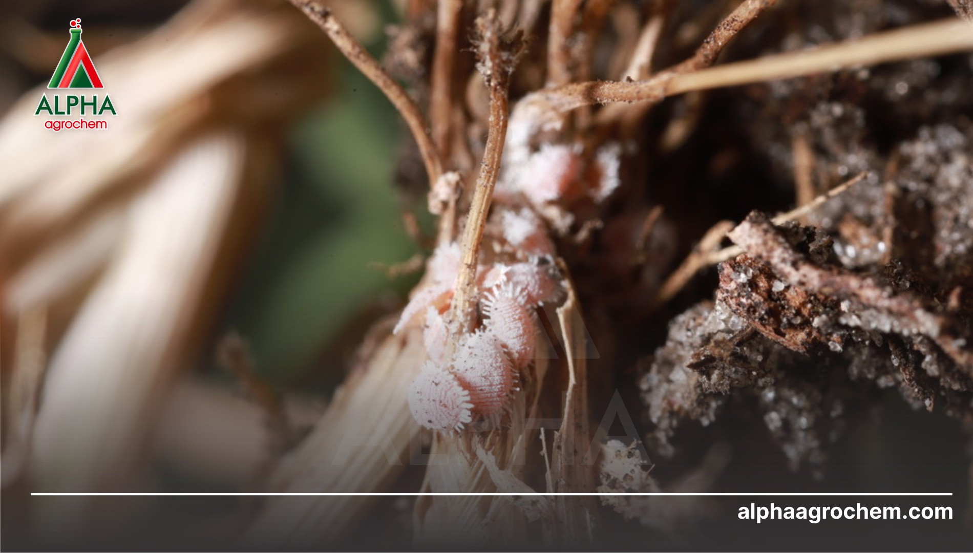 Những lưu ý quan trọng để ngăn ngừa tái nhiễm