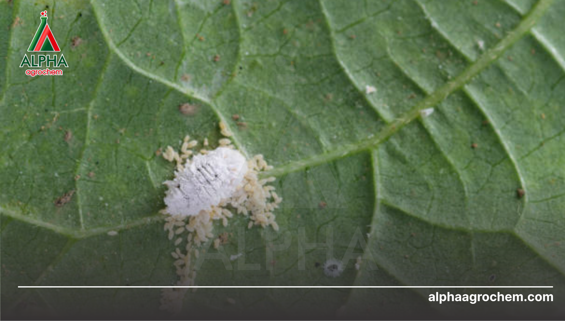 Những tổ hợp và phác đồ xử lý rệp sáp mới nhất tại Alpha