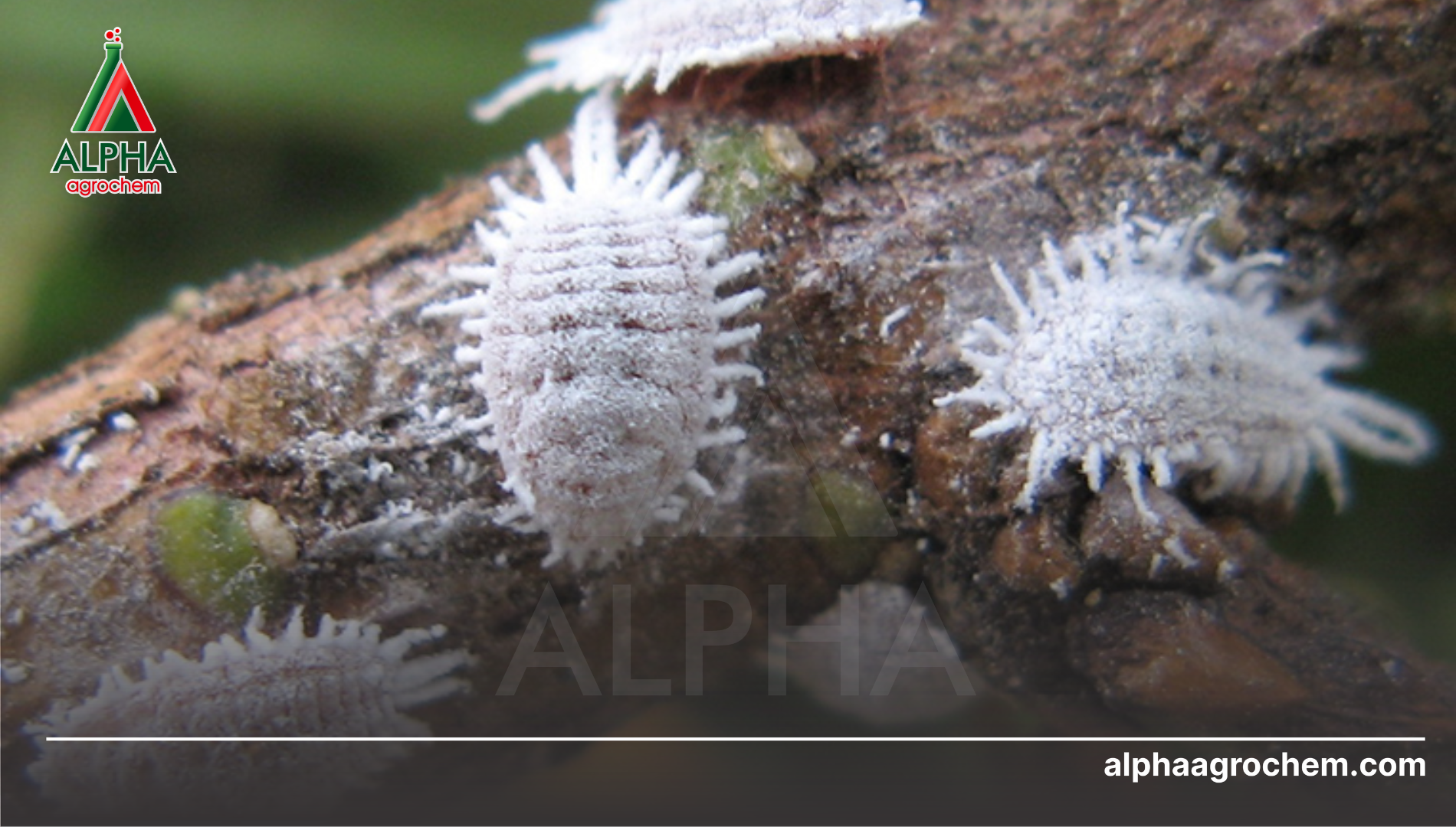 Phác đồ xử lý rệp sáp rễ sầu riêng triệt để