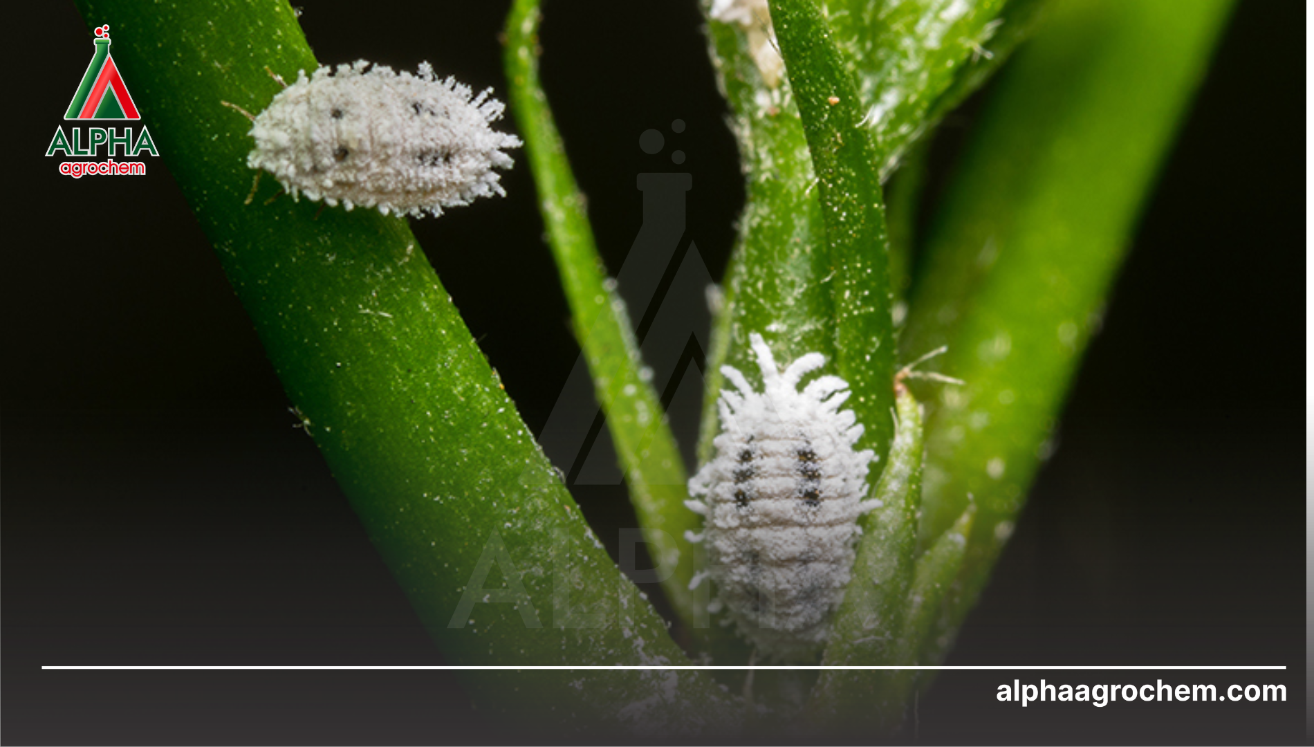 Khái niệm và đặc điểm sinh học liên quan đến tính kháng