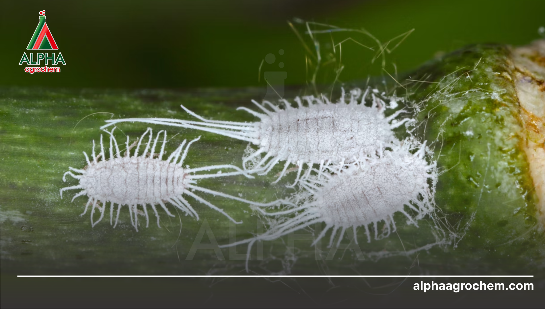 Phối hợp các biện pháp hỗ trợ tăng hiệu lực thuốc