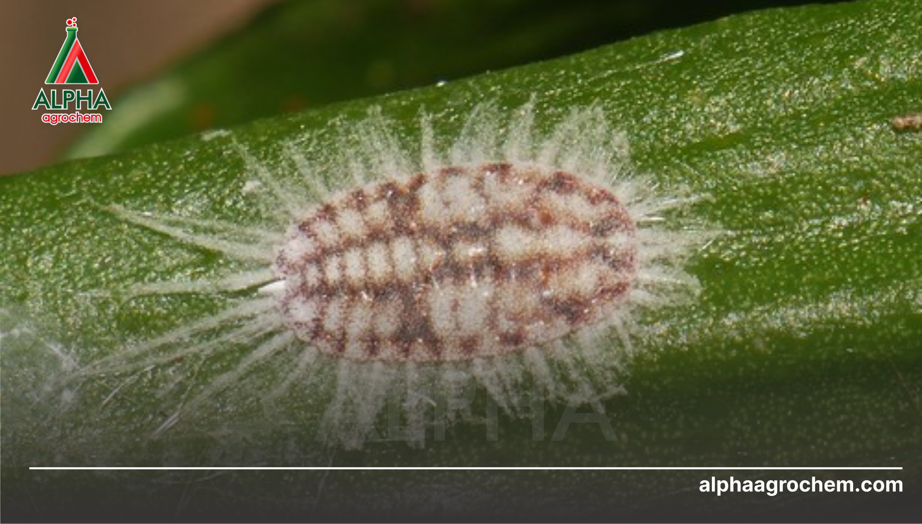 Rào cản khi tiêu diệt rệp sáp (Pseudococcidae)