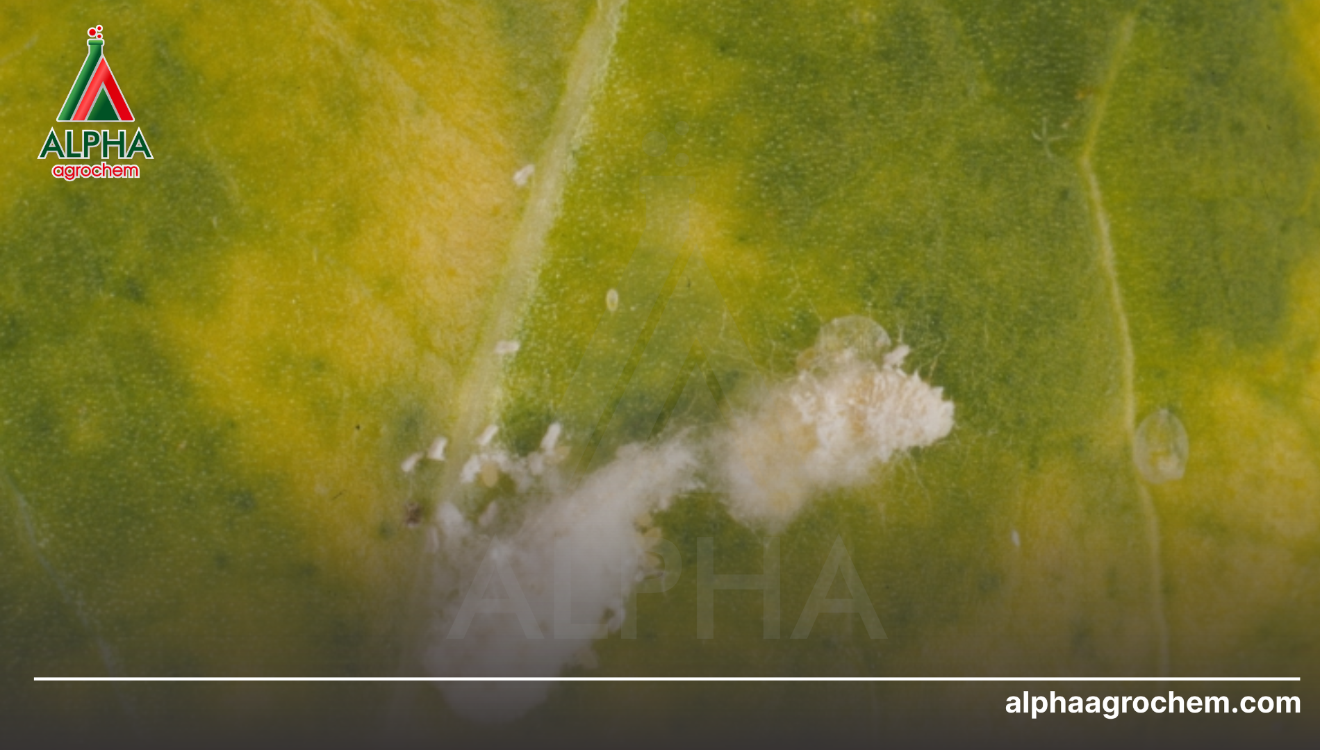 Rệp sáp hại cây trồng nào?