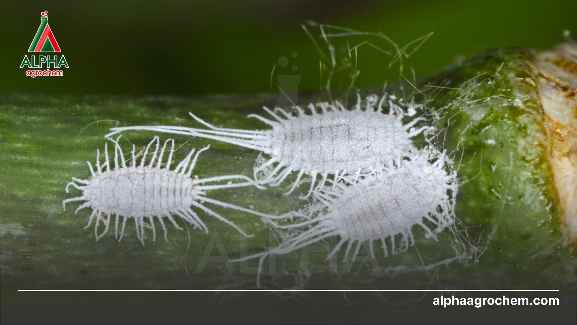 Rệp sáp và rủi ro đối với sầu riêng xuất khẩu