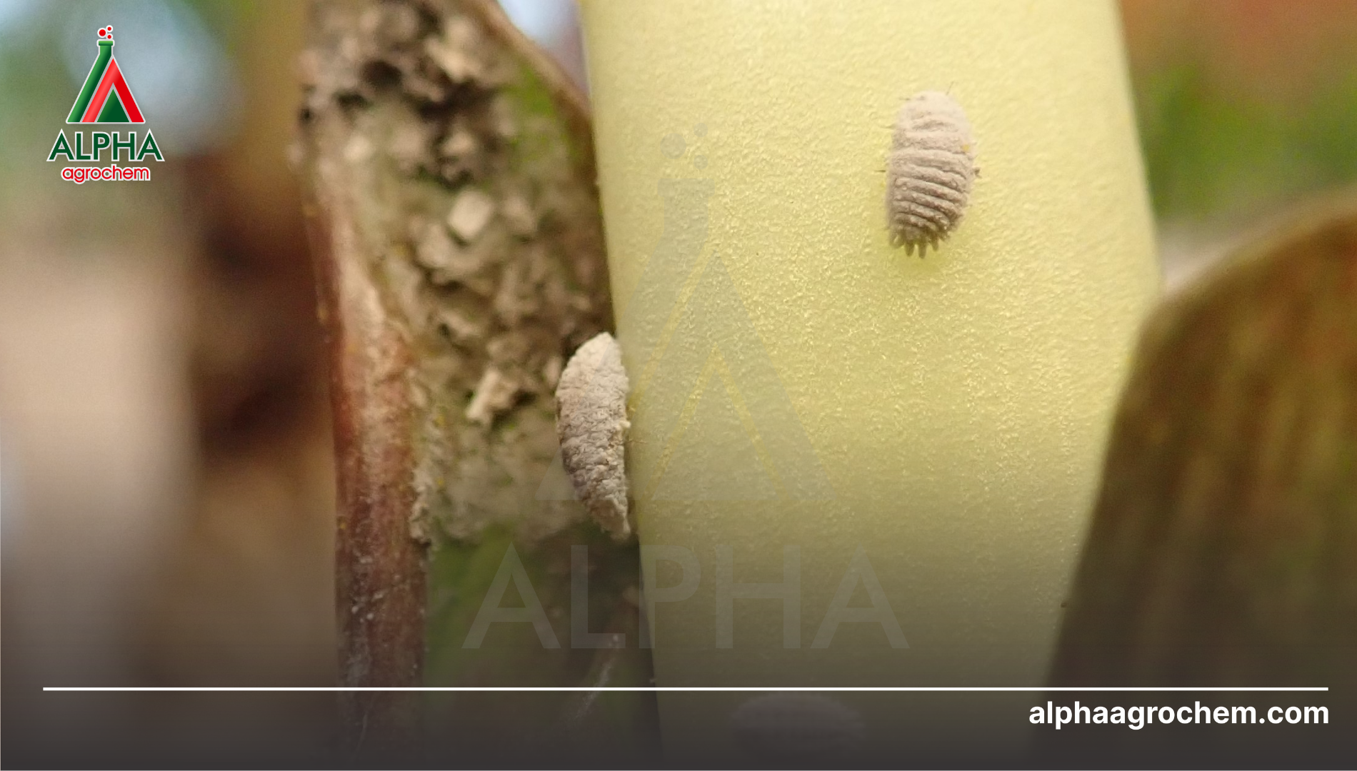 Sản phẩm tiêu biểu và phác đồ ứng dụng từ Alpha Agrochem