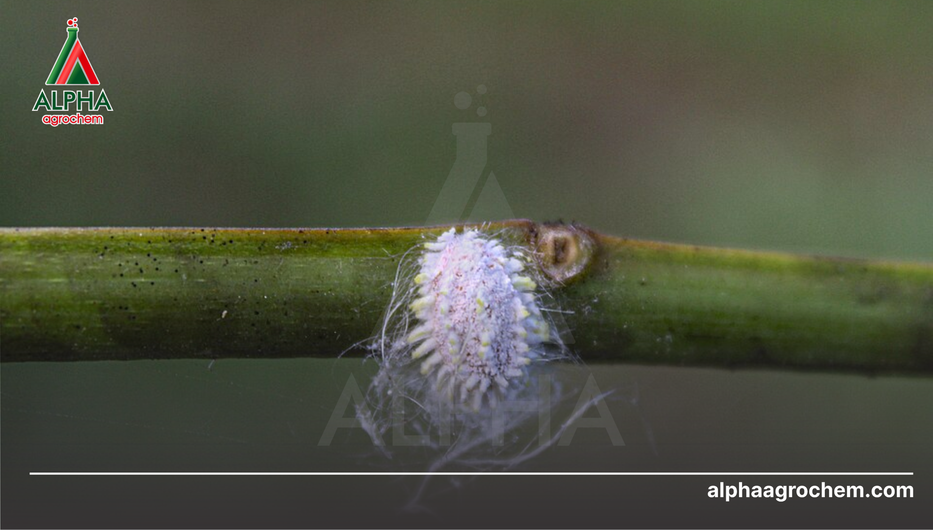 Sự dị hình giới tính cực độ