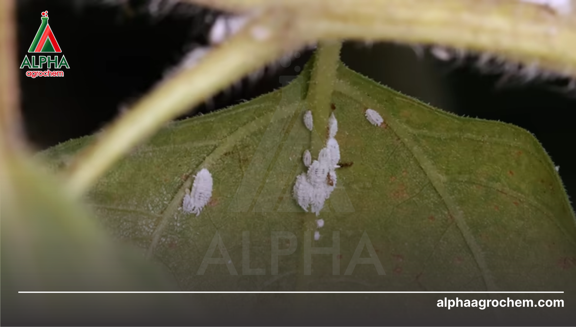 Tại sao cần kết hợp thuốc rải gốc và tưới gốc?