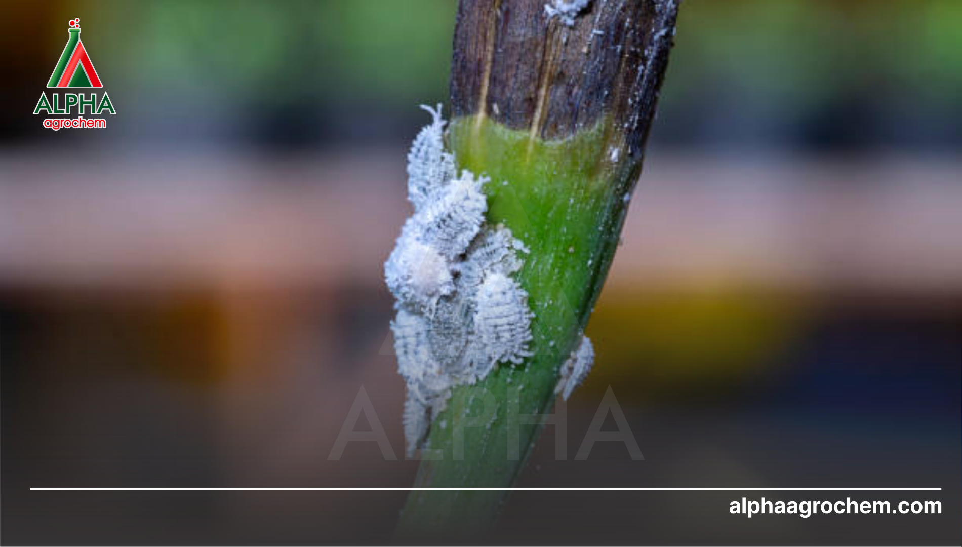 Tại sao độ mịn hạt quyết định hiệu quả tiêu diệt rệp sáp?