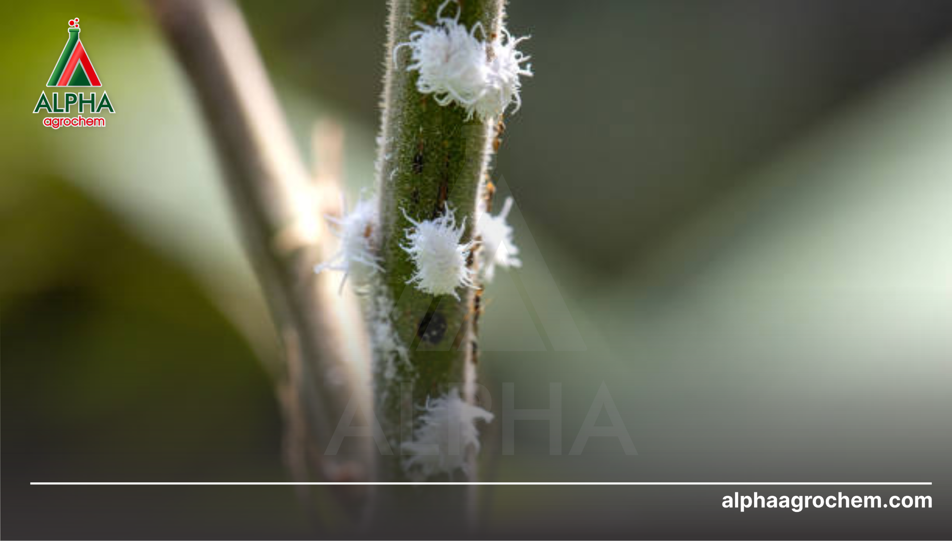 Tại sao lớp sáp này lại "kháng thuốc" cực mạnh?