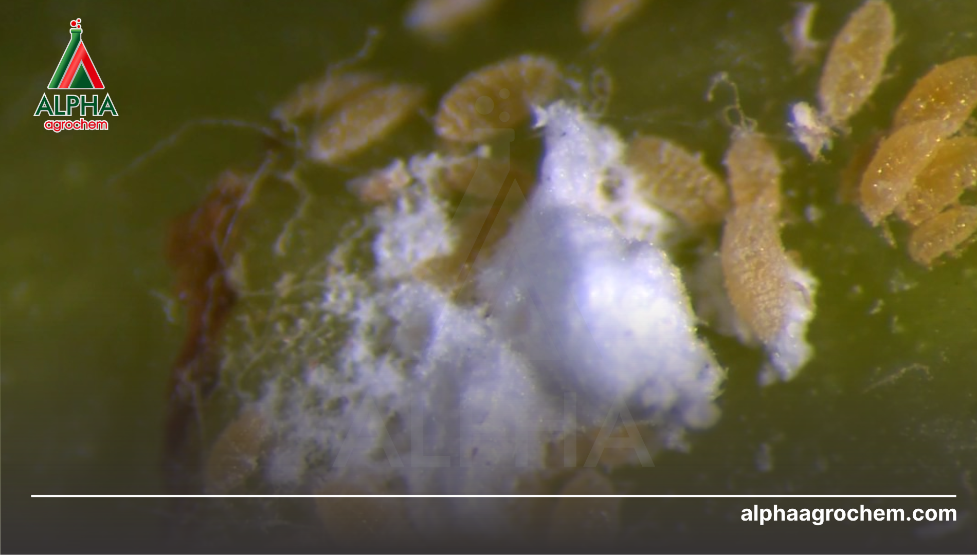 Tại sao mùa khô lại là đỉnh điểm dịch hại?