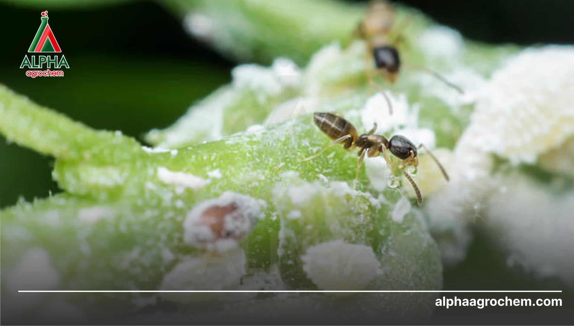 Tại sao muốn hết rệp phải diệt kiến?