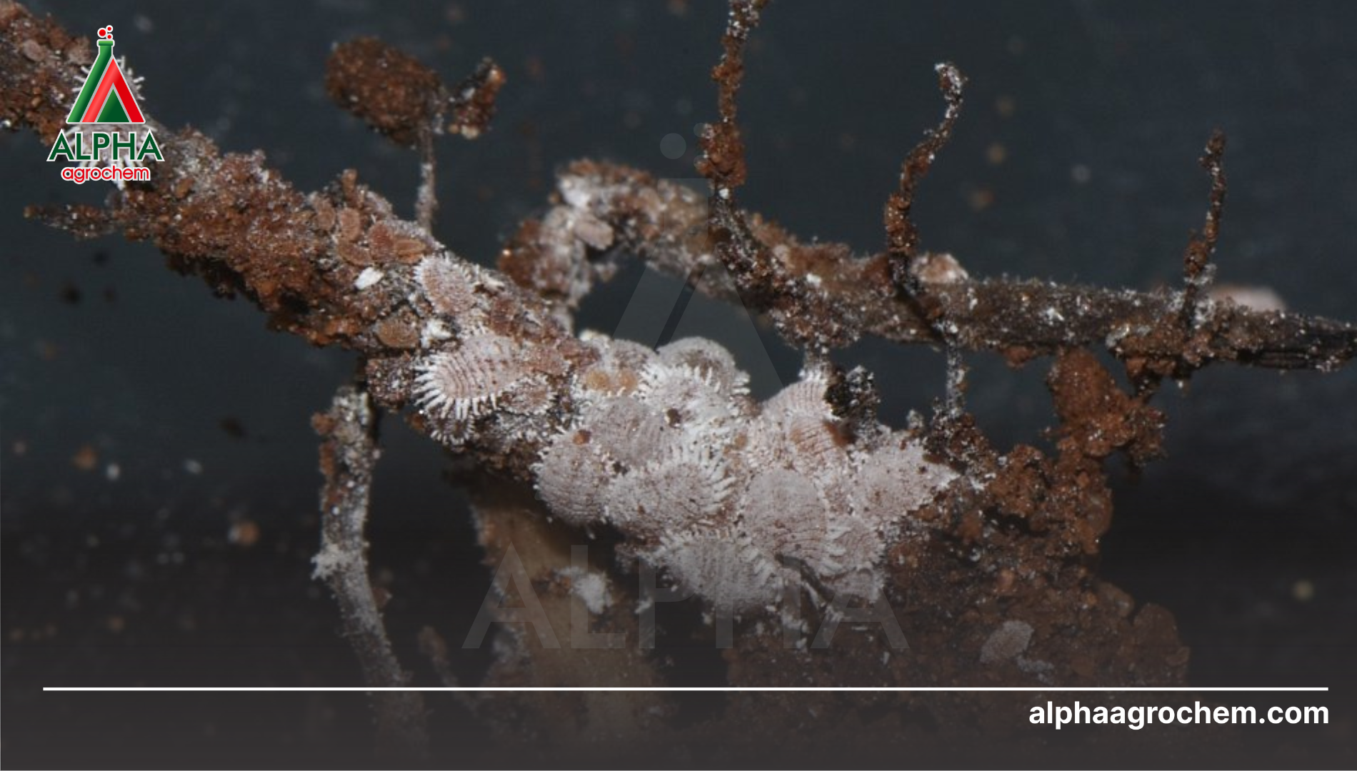 Tại sao rệp sáp rễ sầu riêng là "sát thủ giấu mặt"?