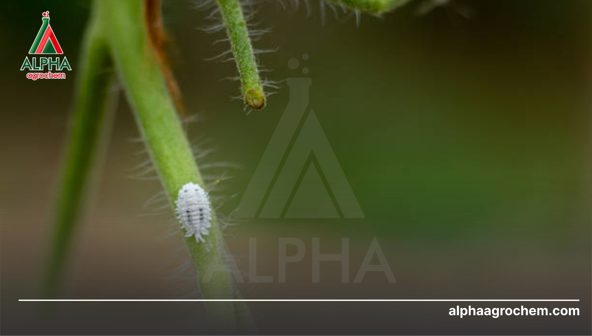 Thách thức sinh học: Rào cản lớp sáp cứng đầu