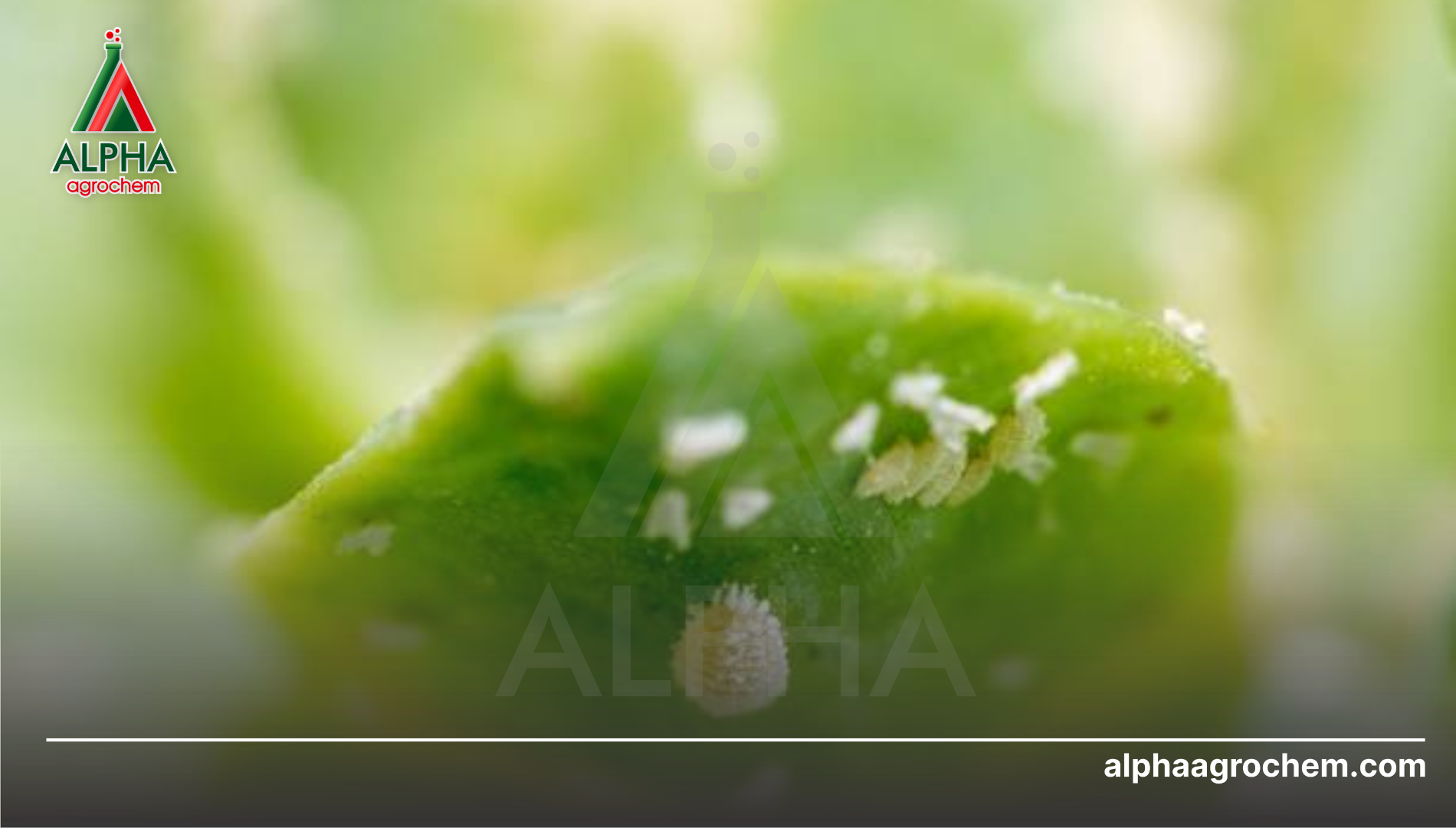 Thách thức từ rệp sáp: Tại sao thuốc thông thường thường thất bại?